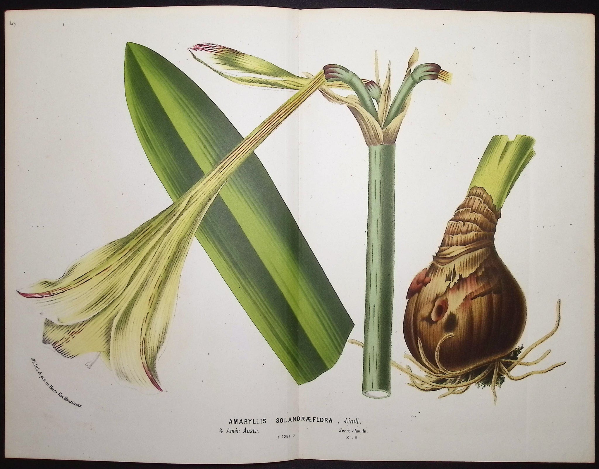 Amaryllis