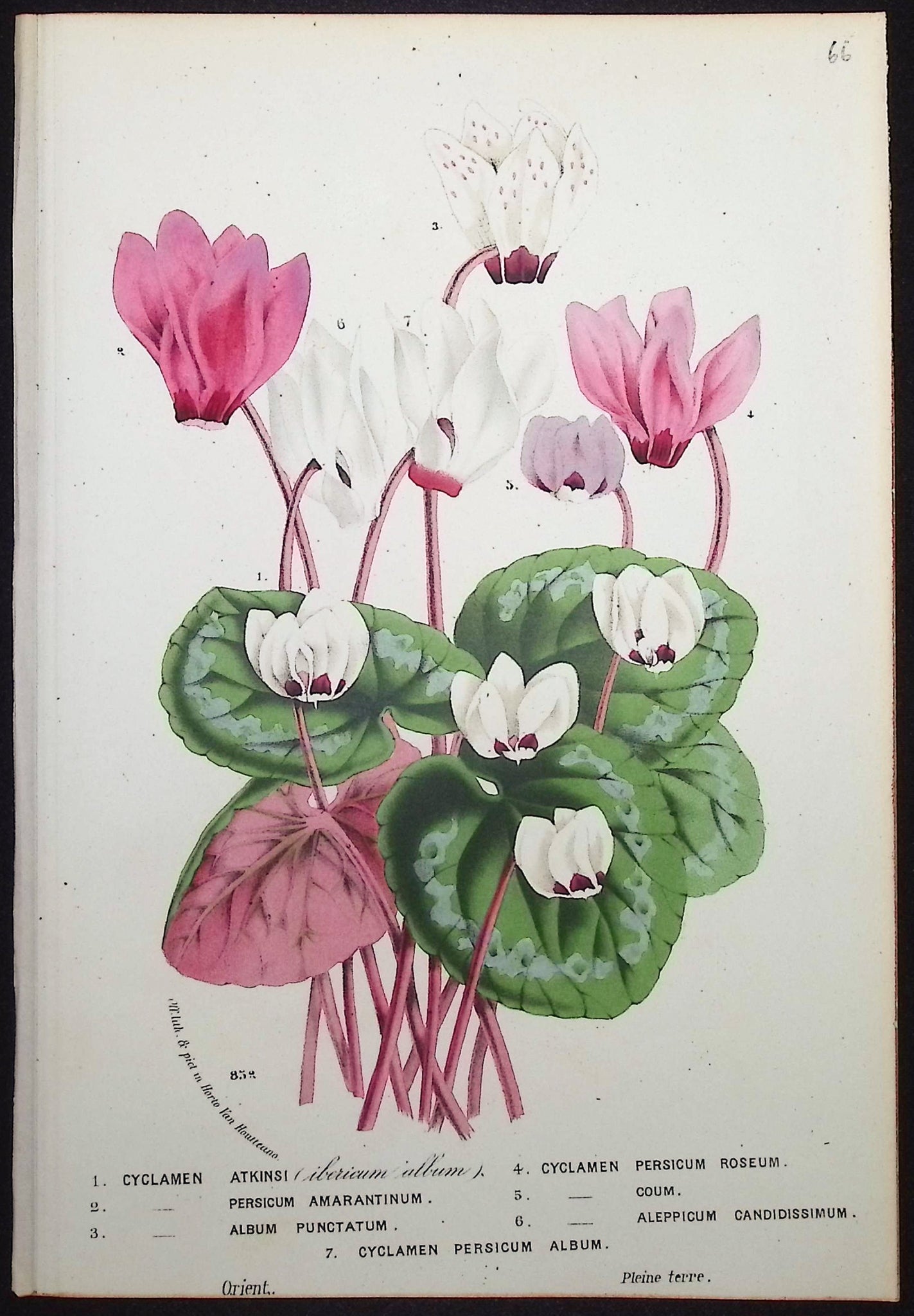 Cyclamen