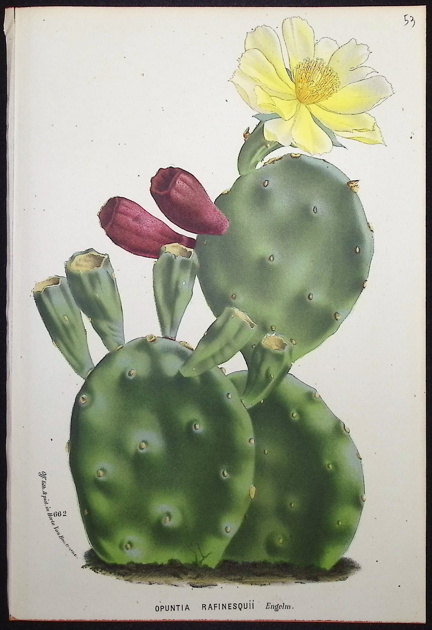 Cactus