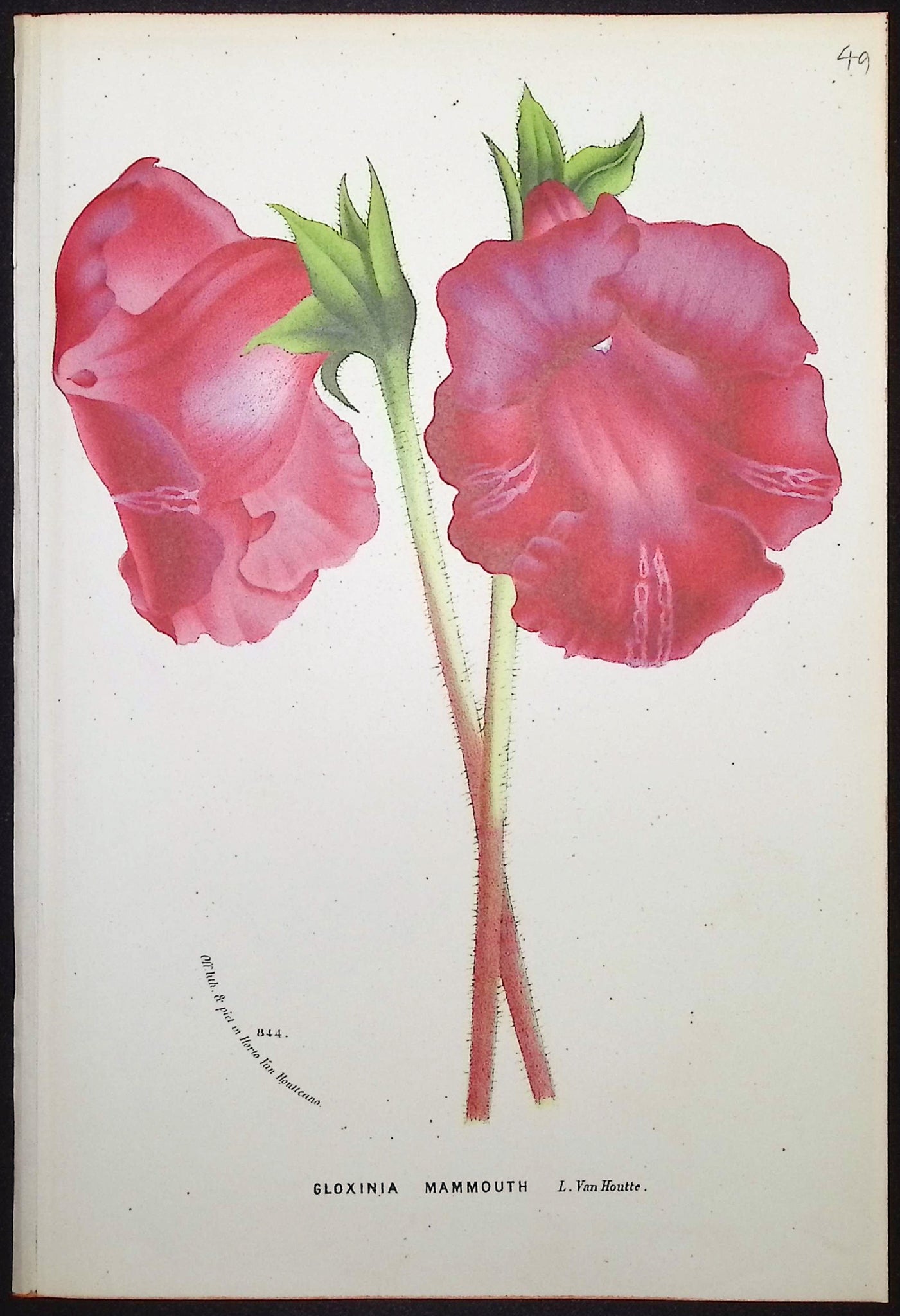Gloxinia