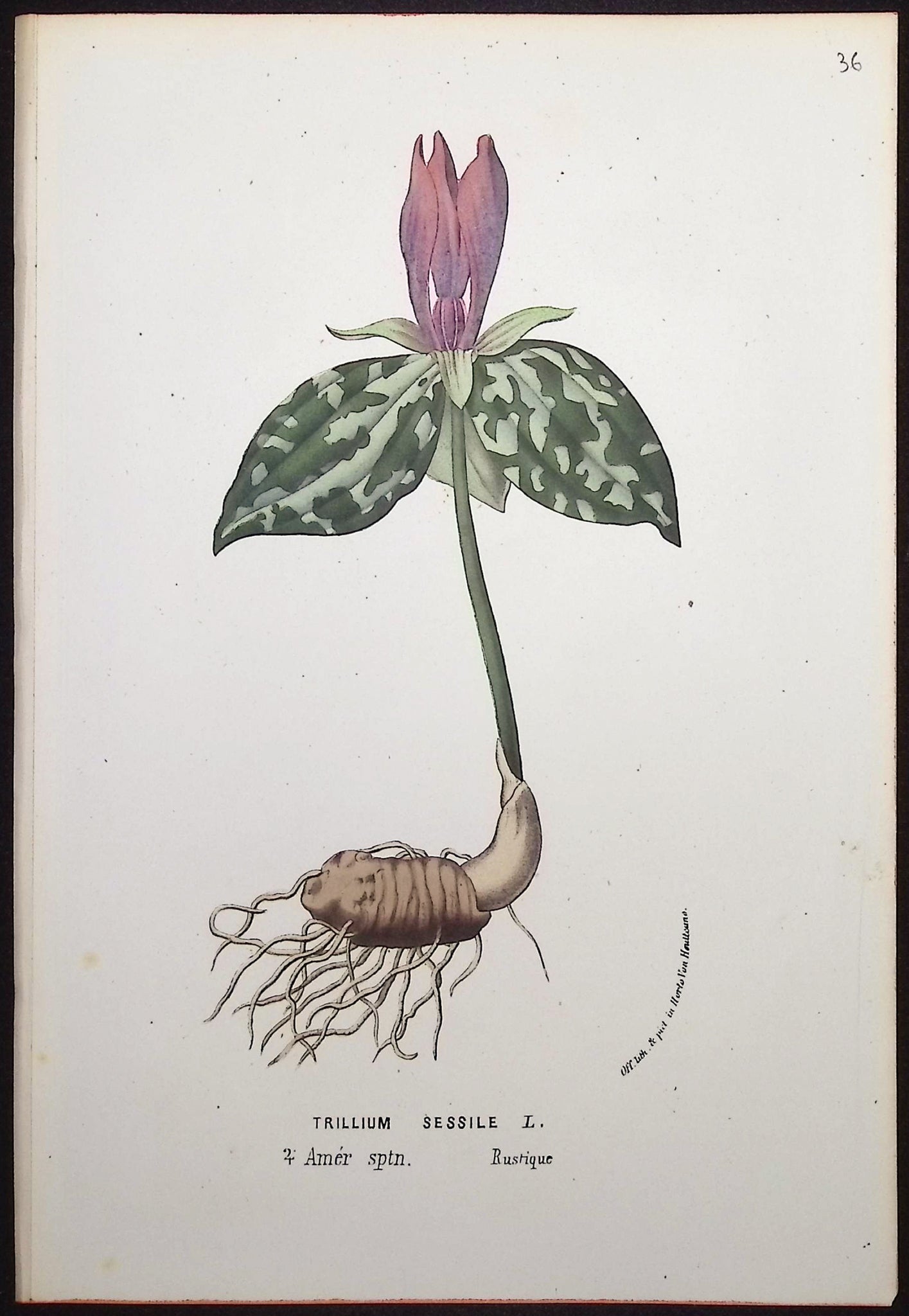 Trillium