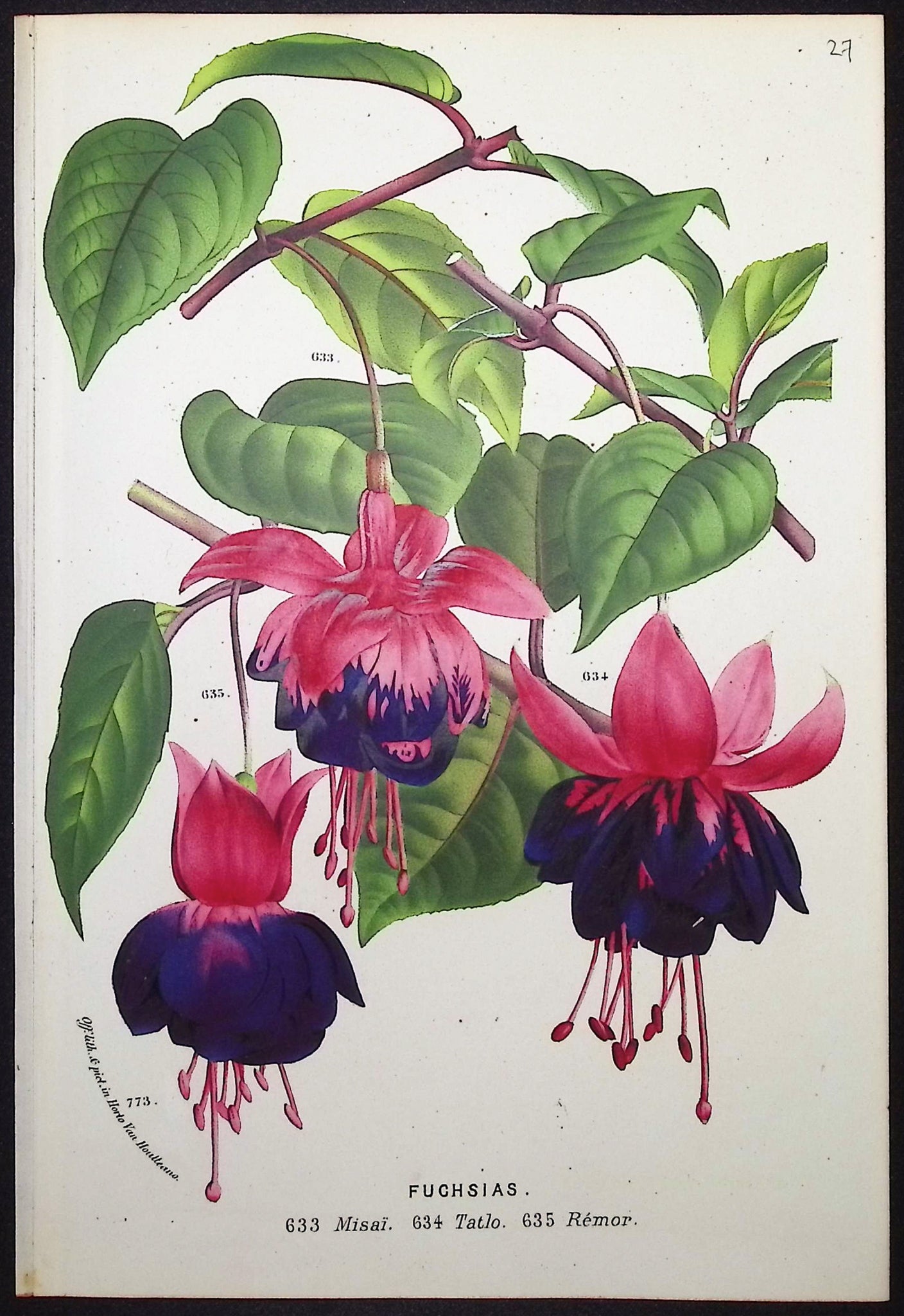 Fuchsia