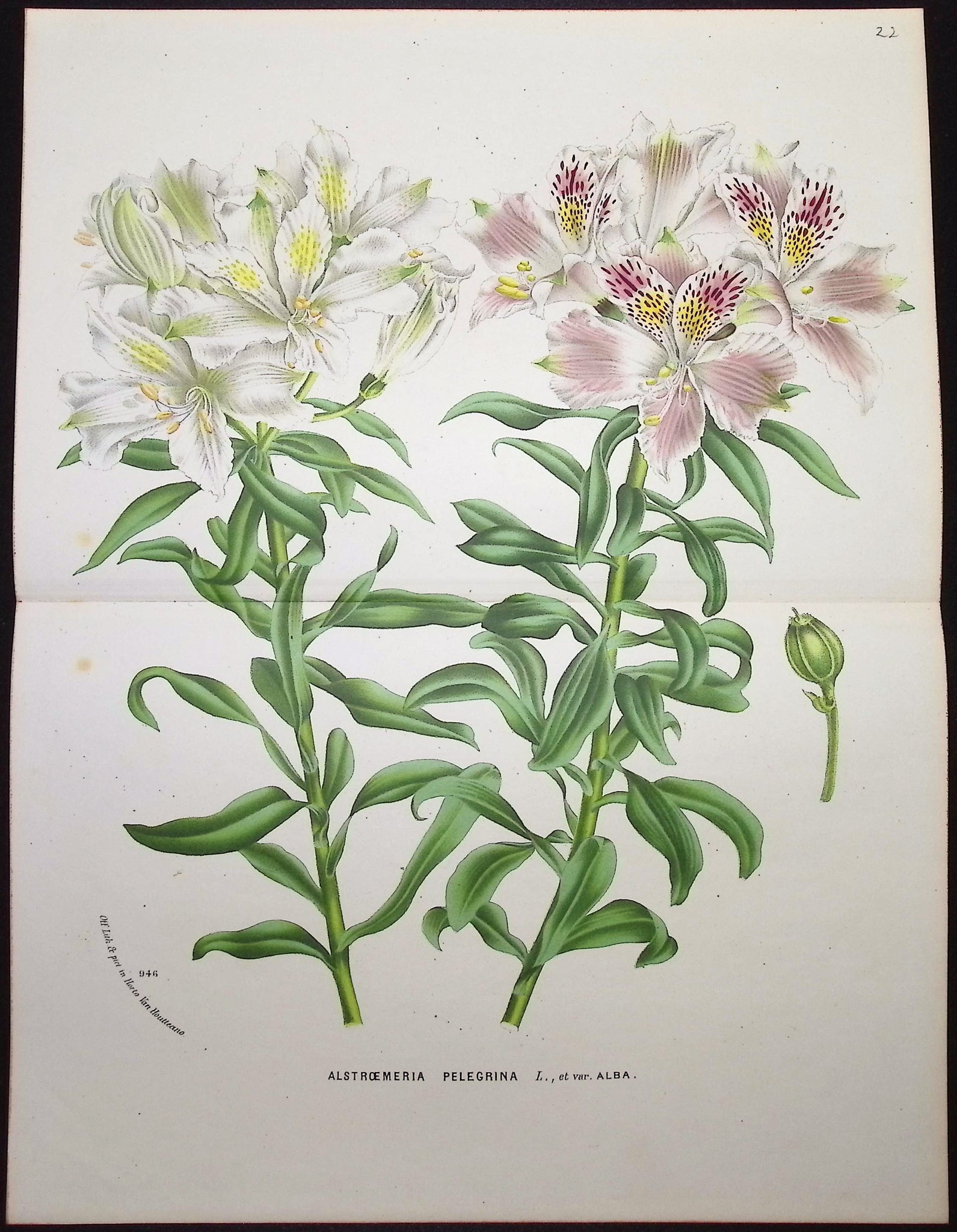 Peruvian Lily (Alstroemeria Pelegrina)