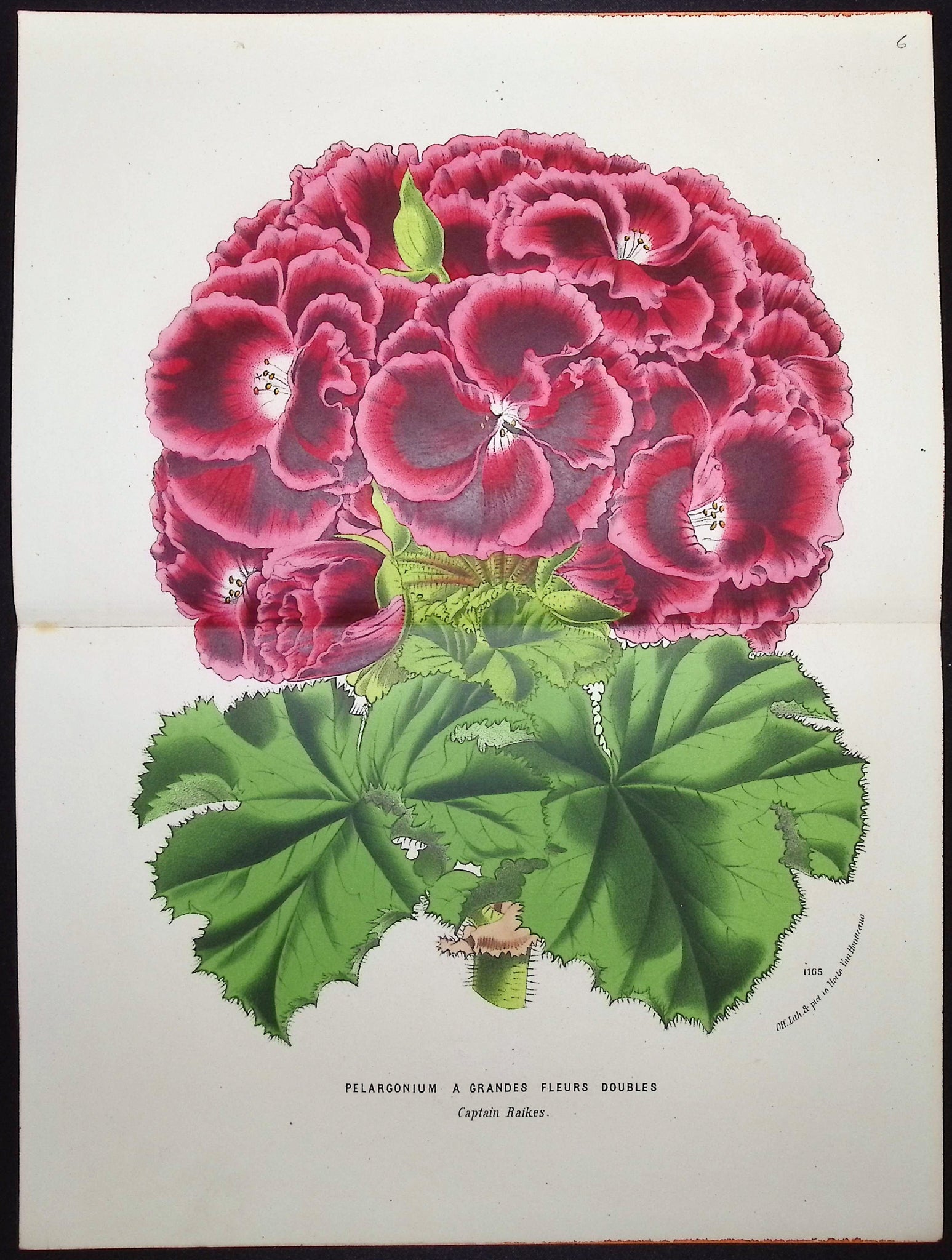 Geranium (Pelargonium a Grandes Fleurs Doubles)