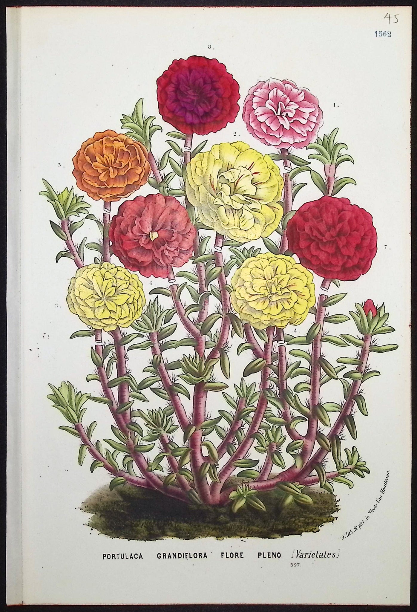 Moss-rose Purslane (Portulaca Grandflora)
