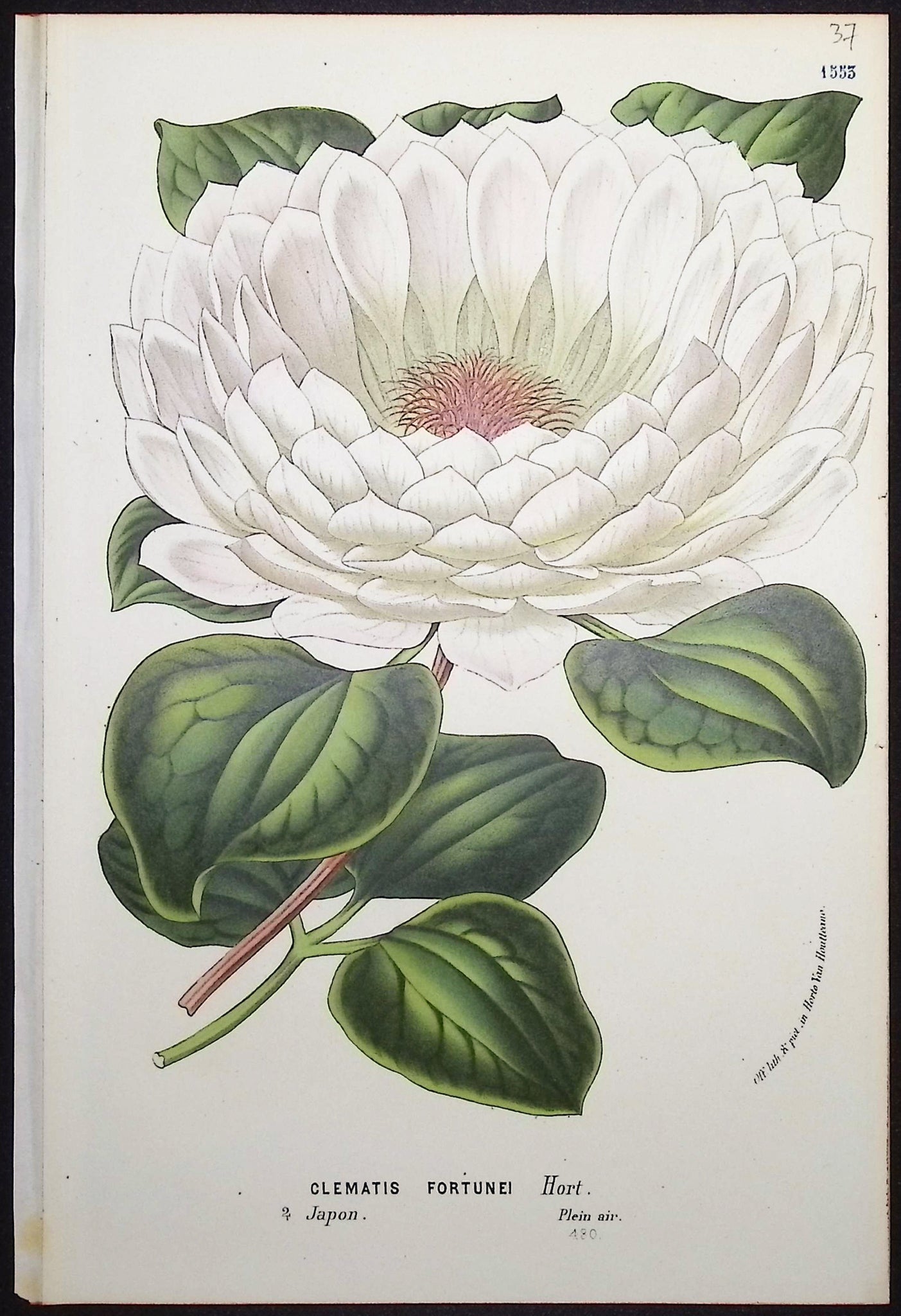 Clematis