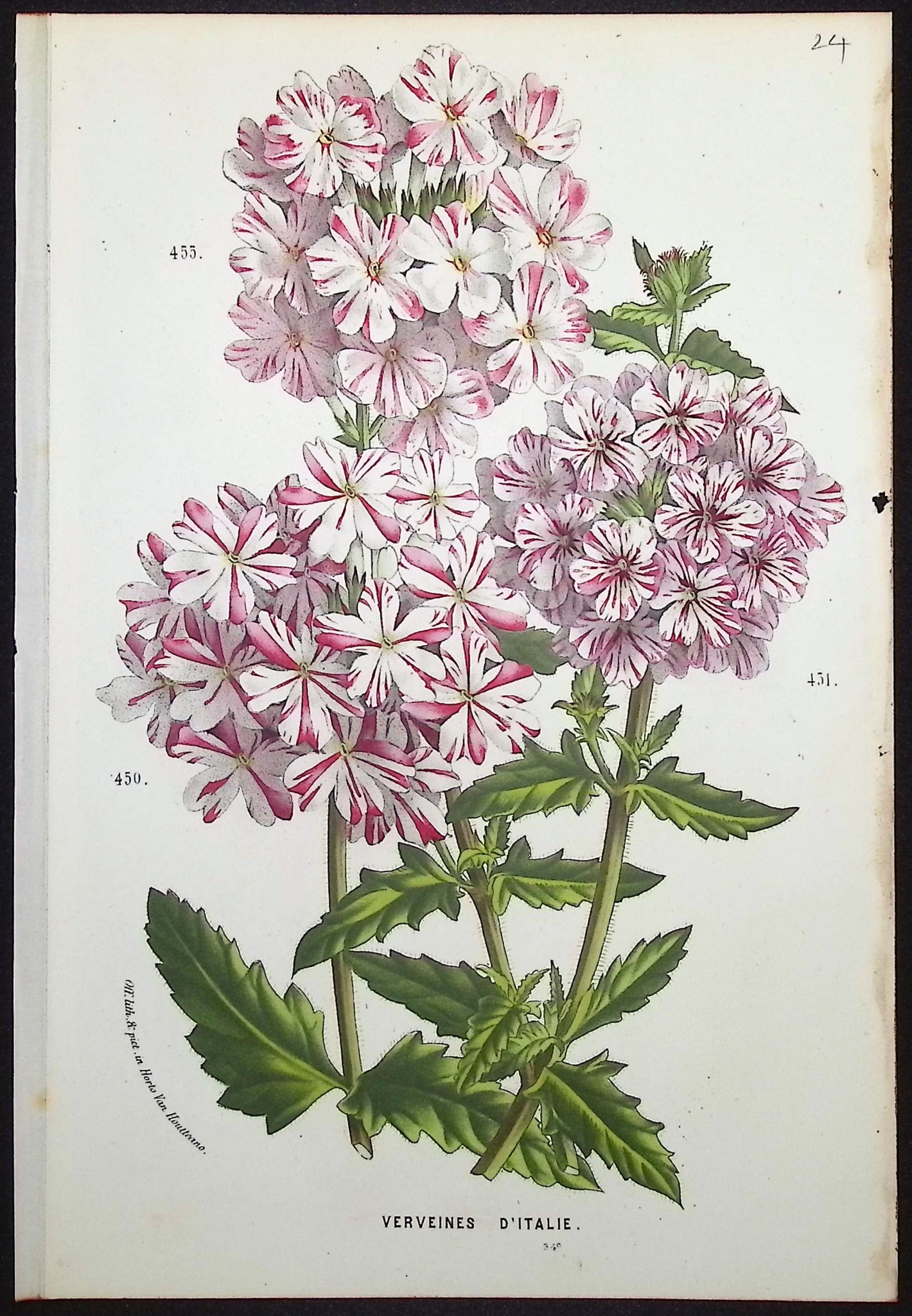 Vervain (Verveines d'Italie)