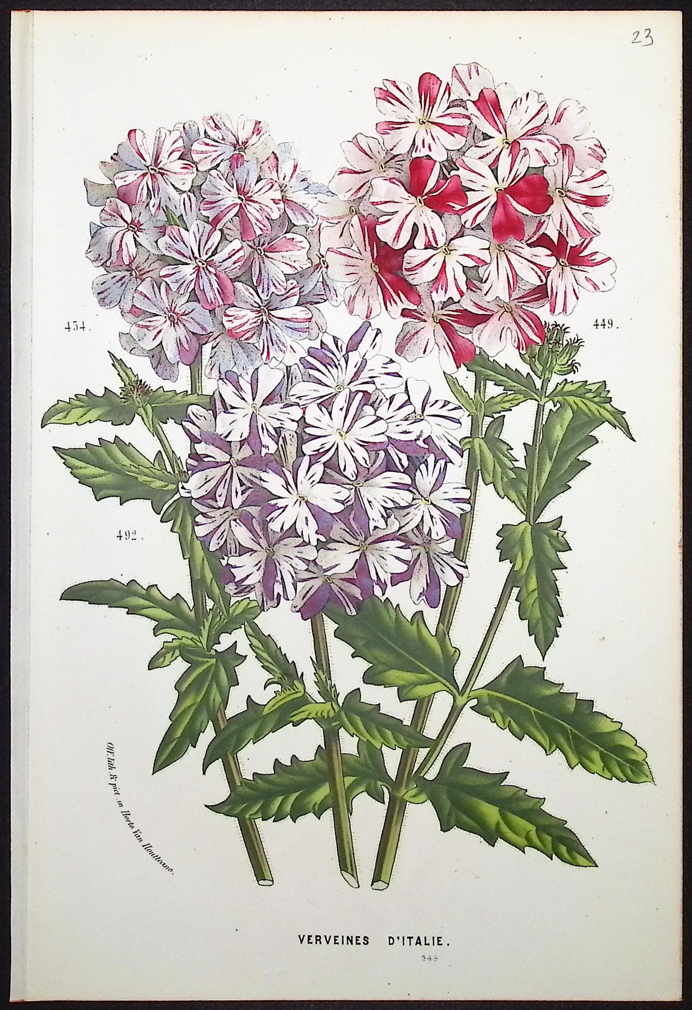 Vervain (Verveines d'Italie)