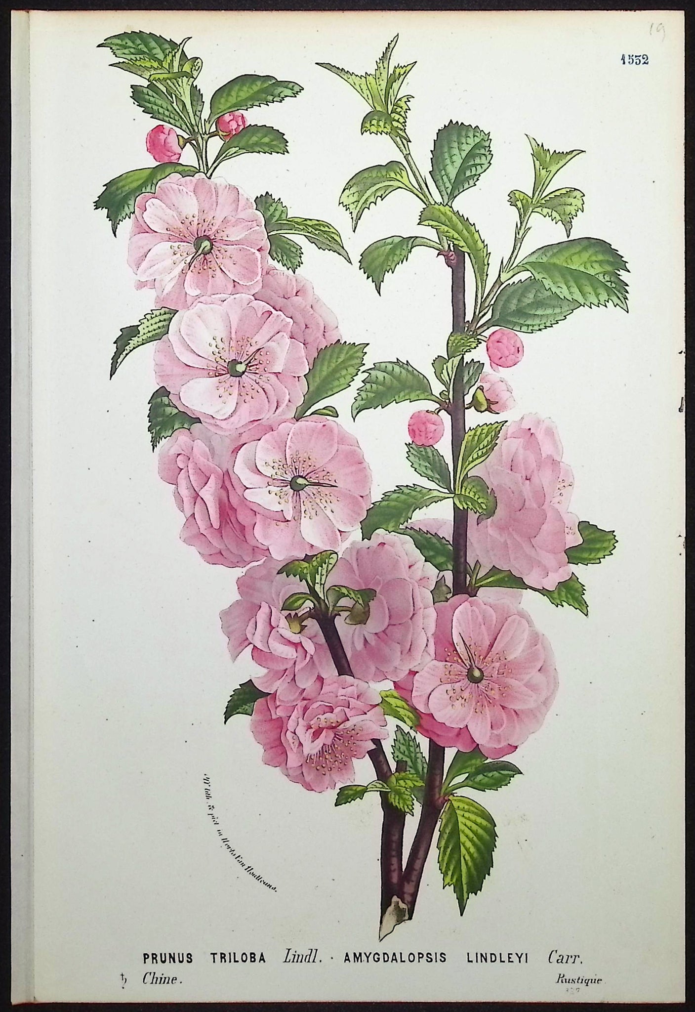 Flowering Plum or Almond (Prunus Triloba Amygdalopsis Lindleyi)