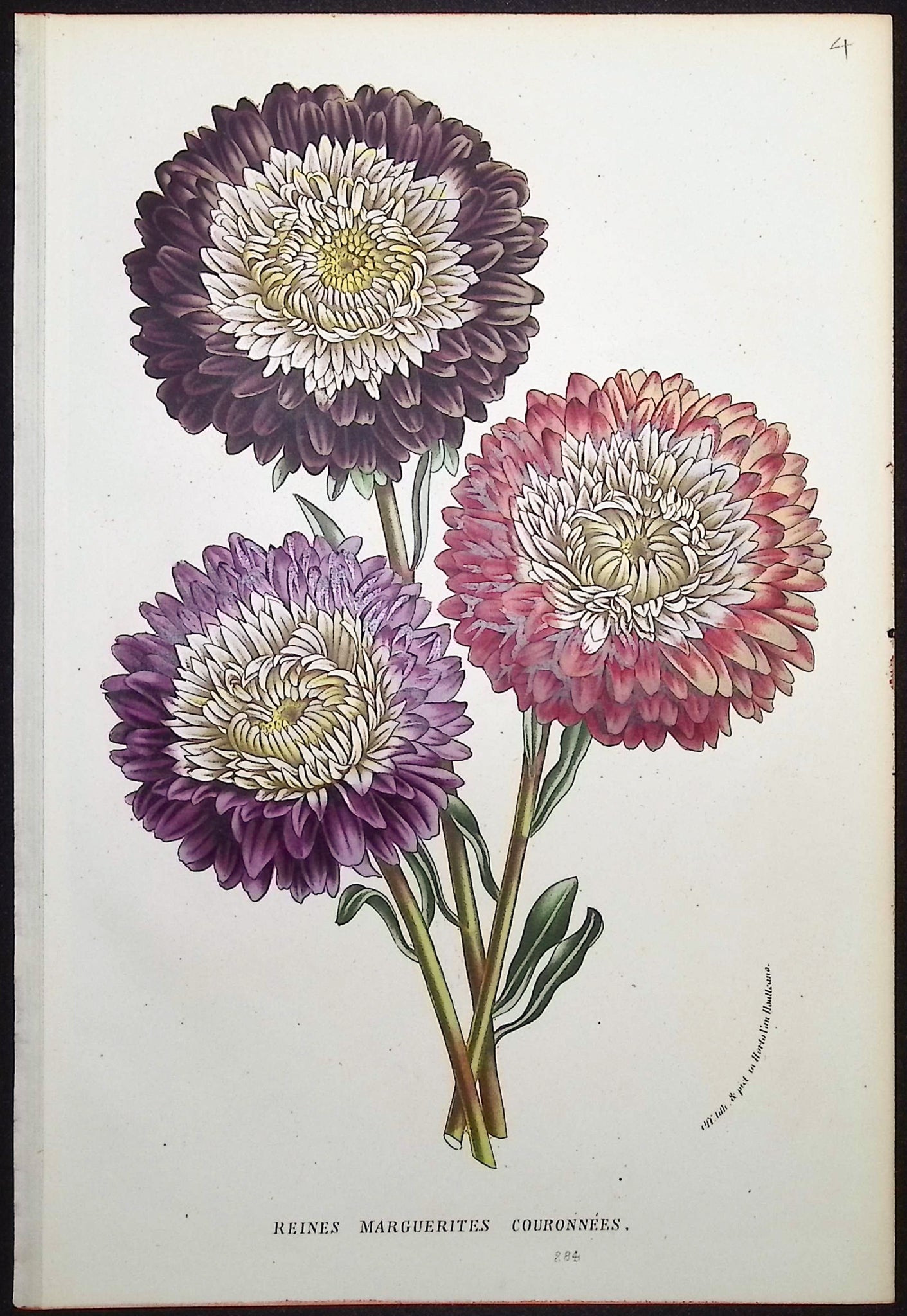 Crowned Daisy Queens (Reines Marguerites Couronnees)