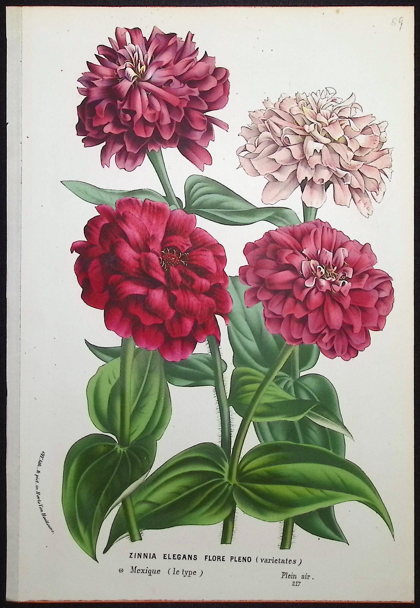 Common Zinnia (Zinnia Elegans)