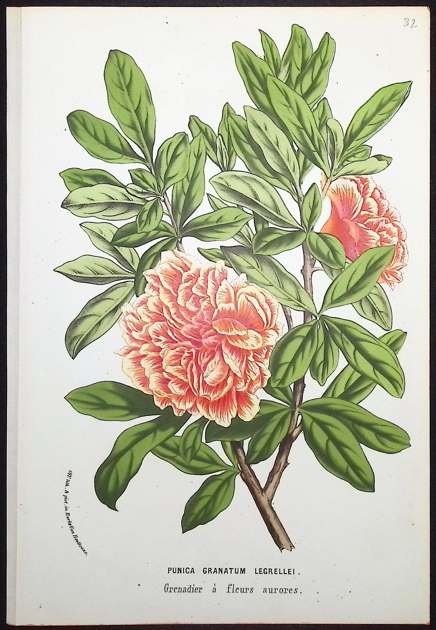 Pomegranate Blossom (Punica Granatum Legrellei)