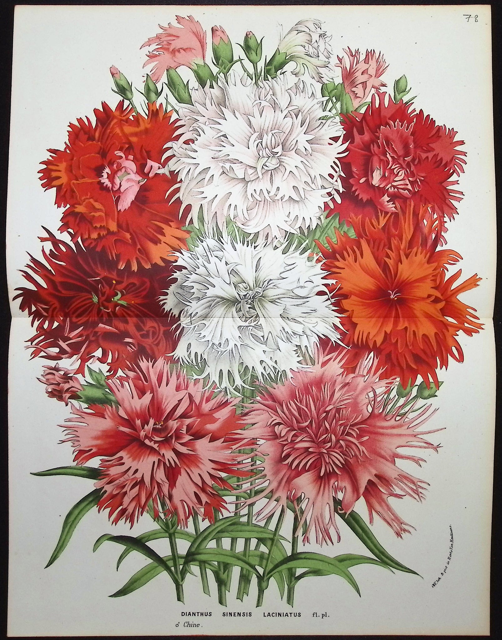 China Pink (Dianthus Sinensis Laciniatus)
