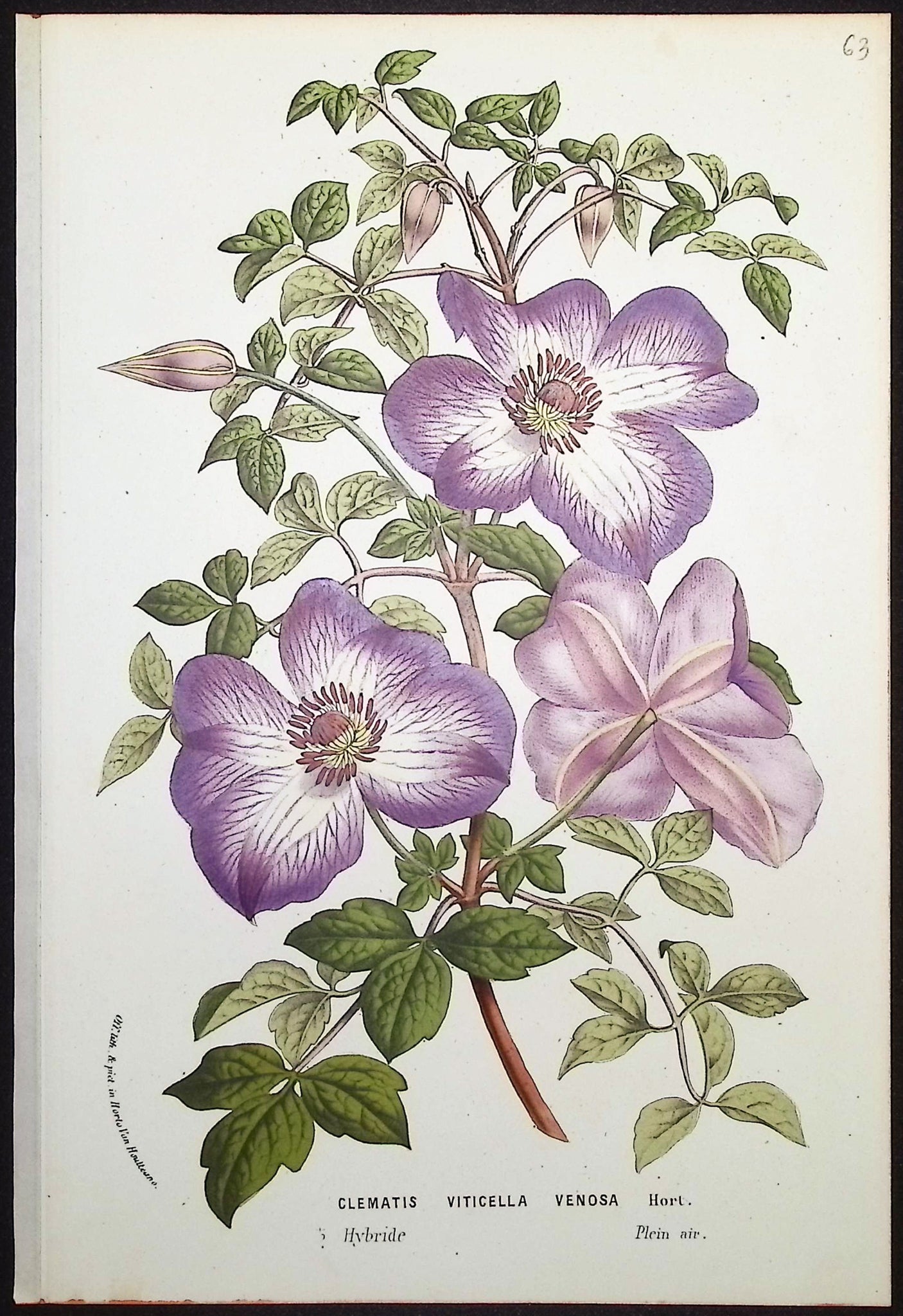 Clematis