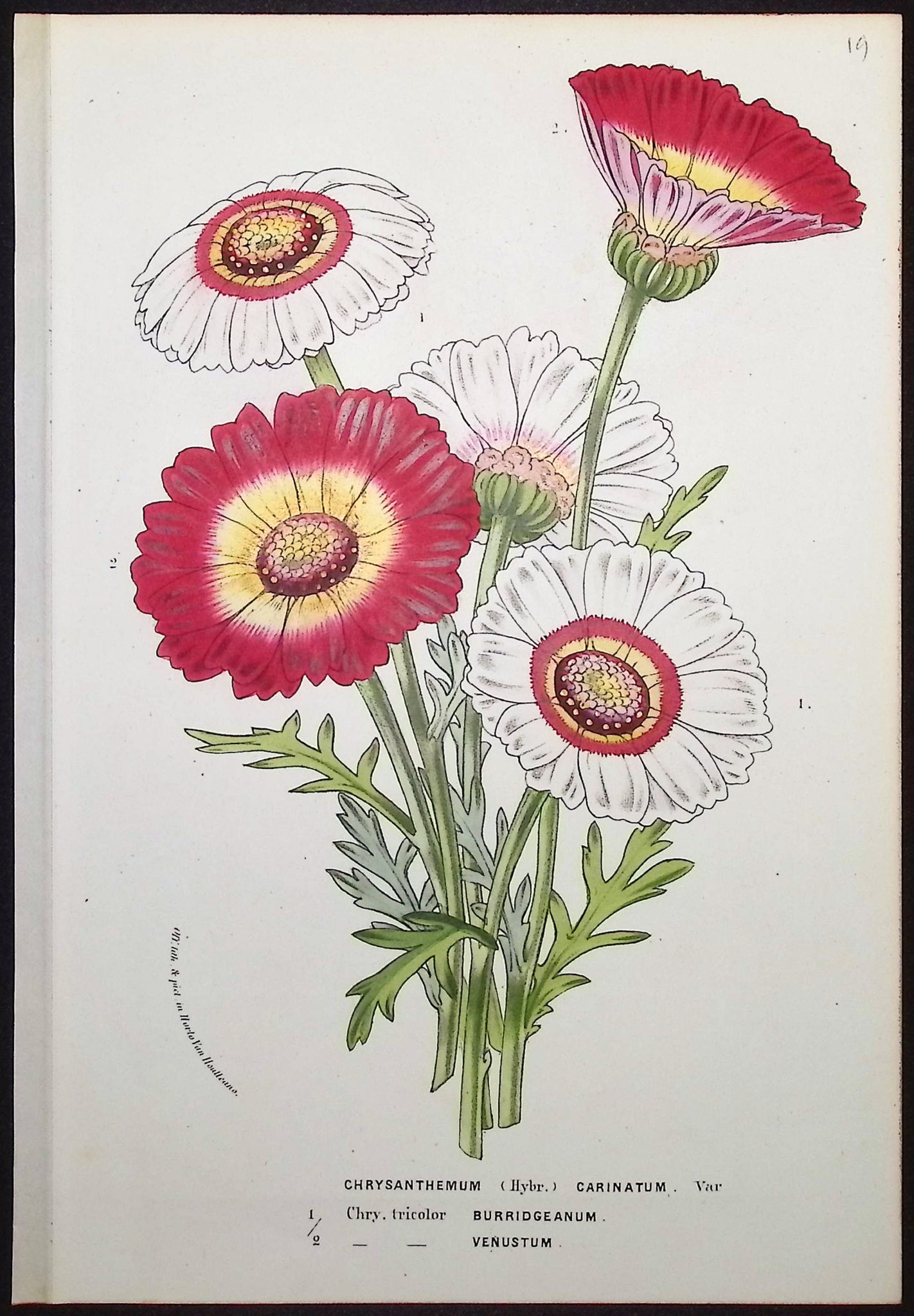 Chrysanthemum