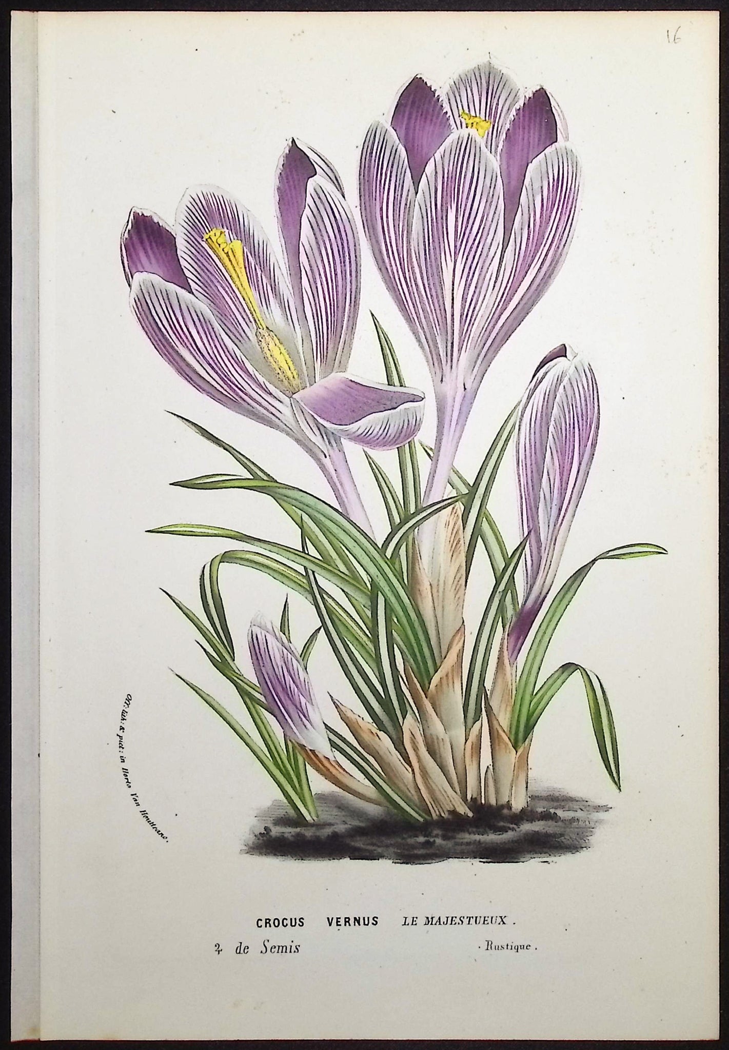Crocus