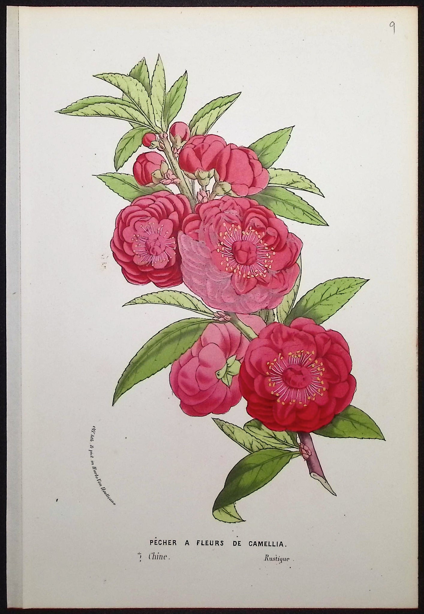 Peach Blossom (Pecher a Fleurs de Camellia)