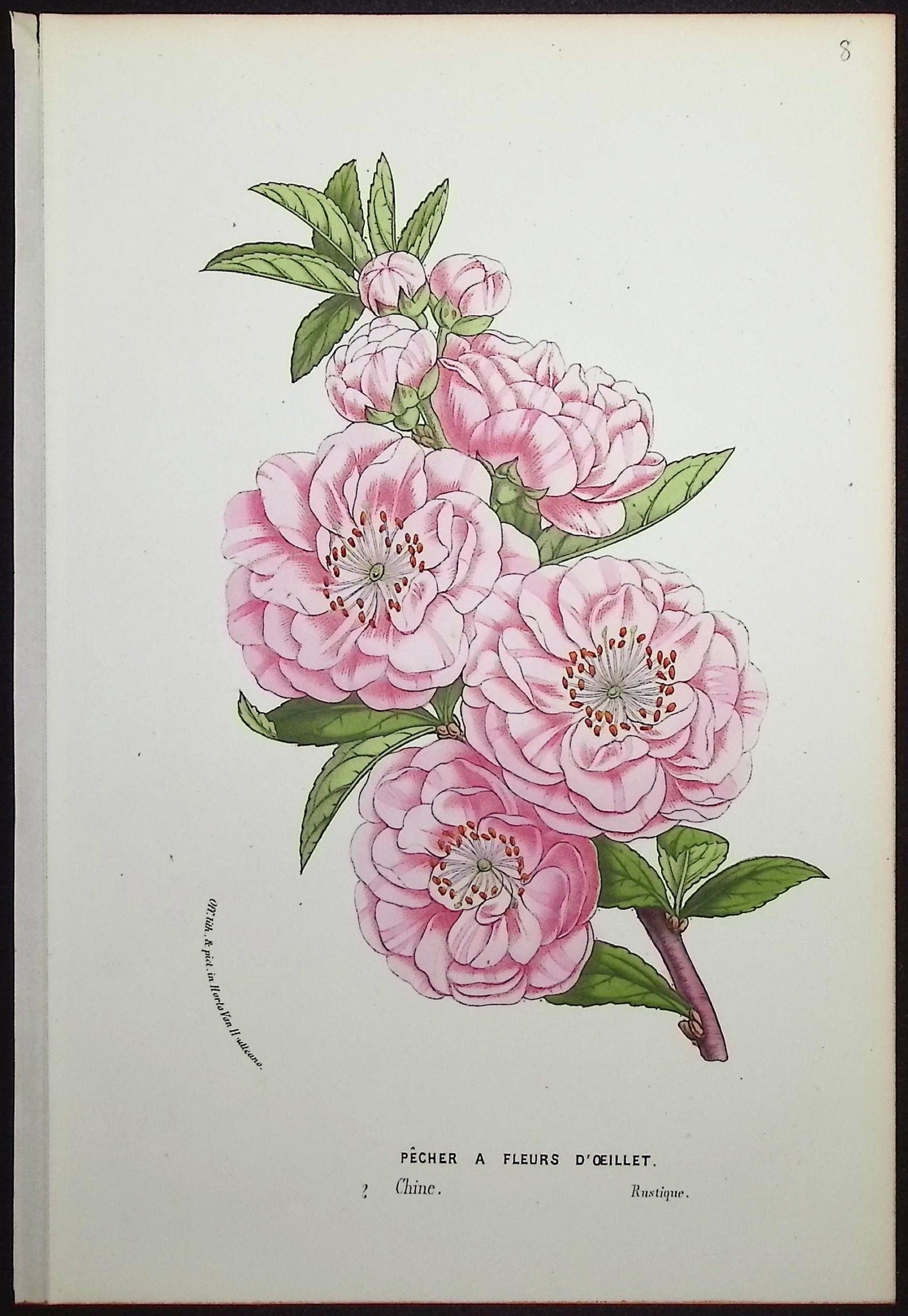 Peach Blossom (Pecher a Fleurs d'Oeillet)