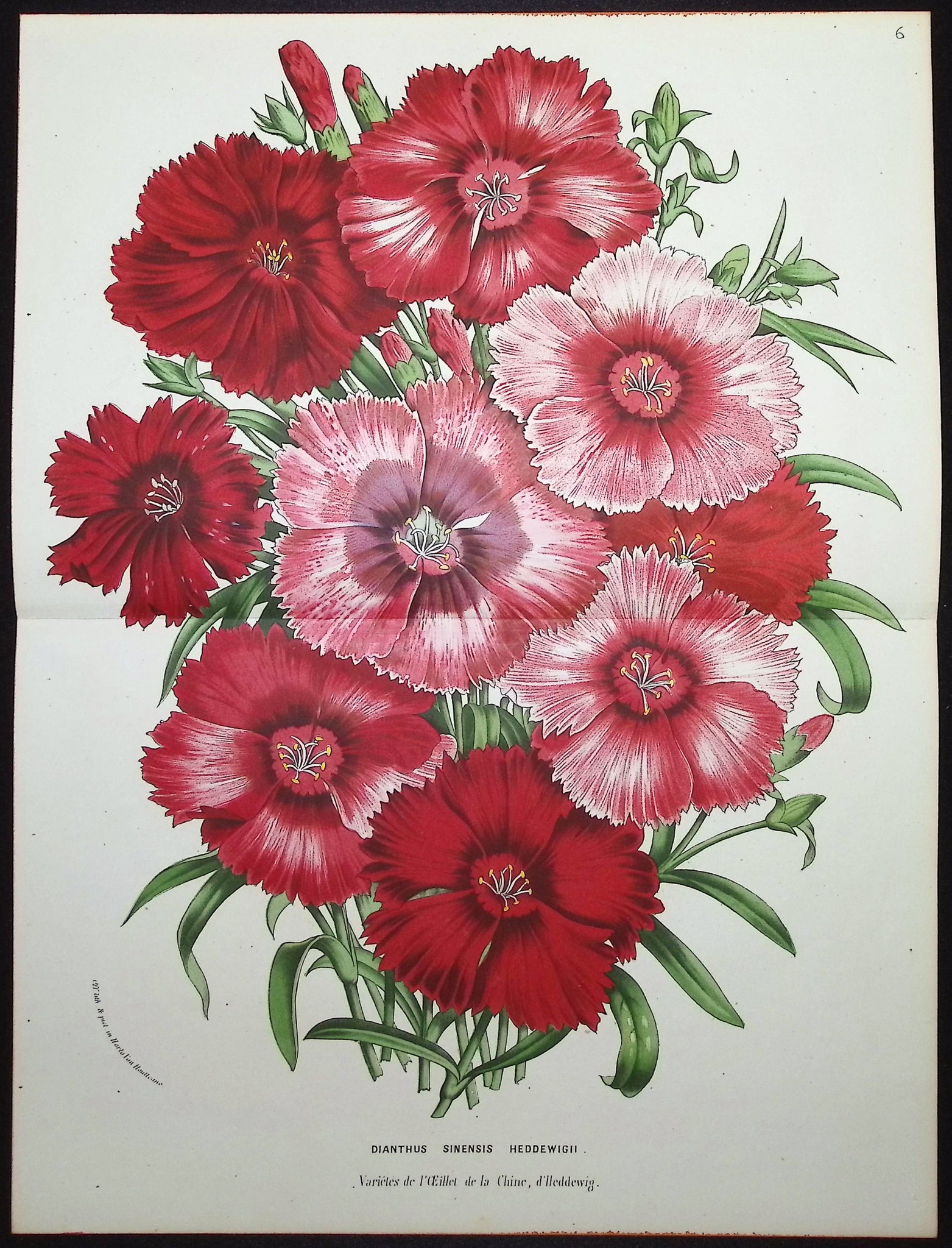 Chinese Pink (Dianthus Sinensis Hedoewigii)