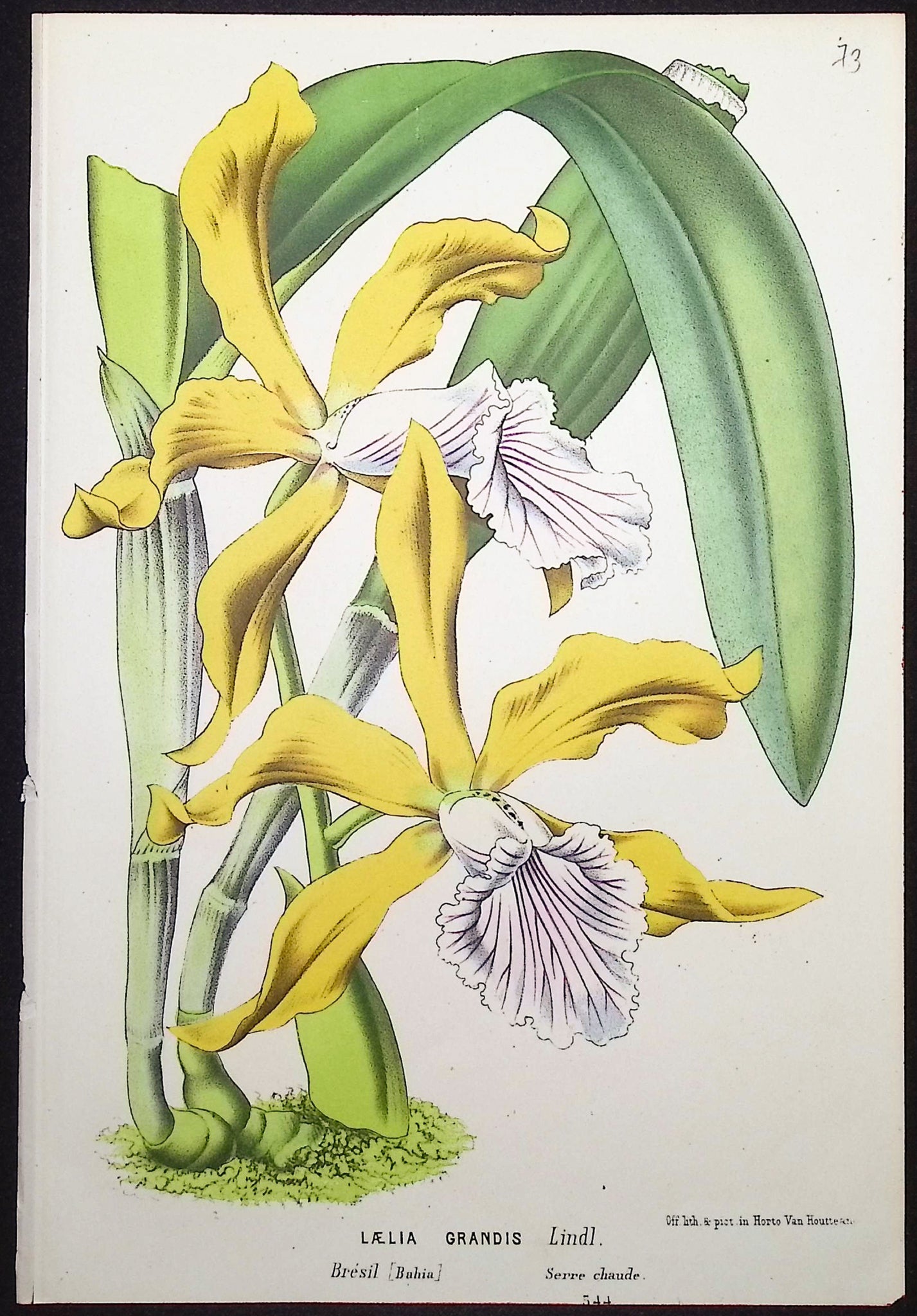 Orchid