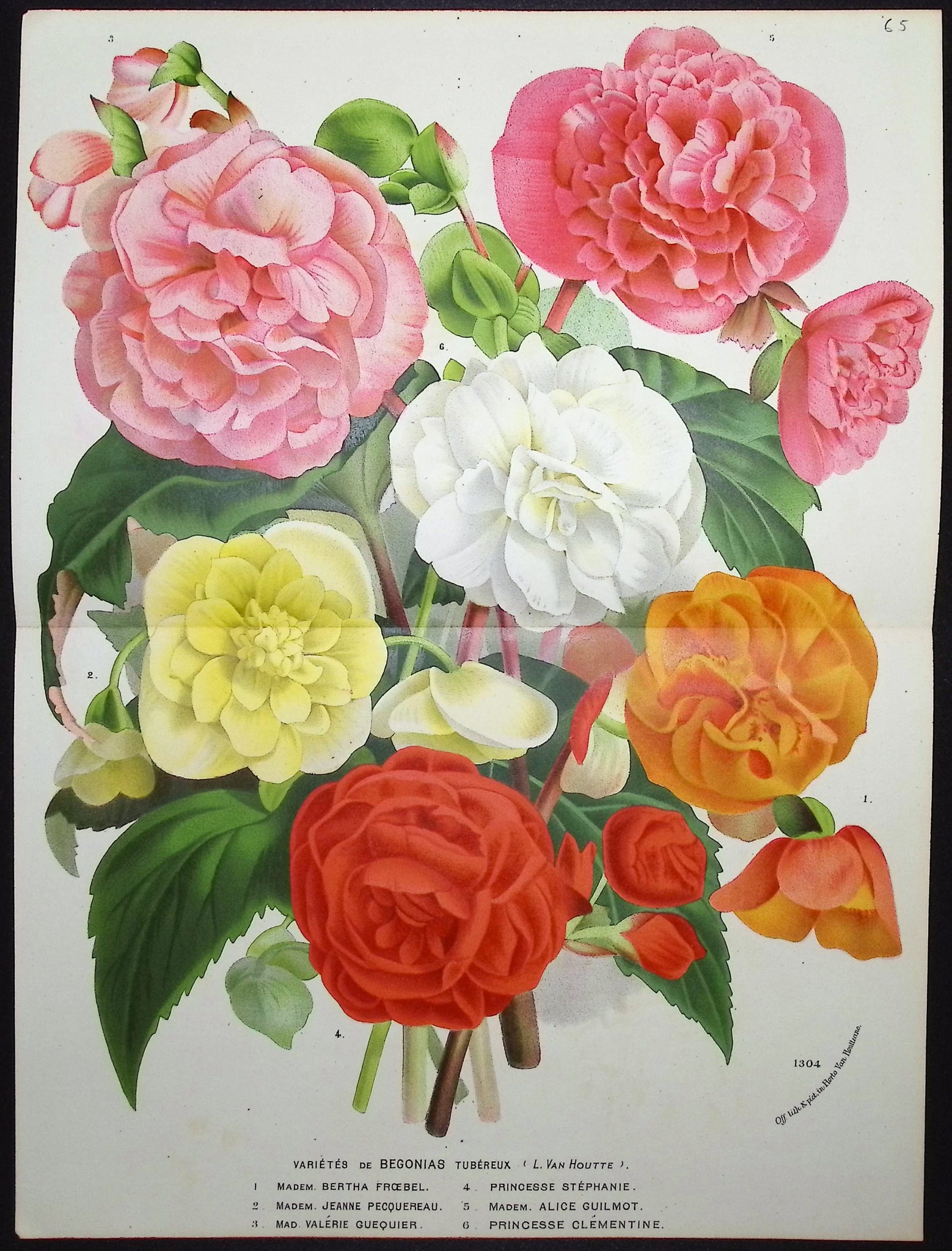 Begonia