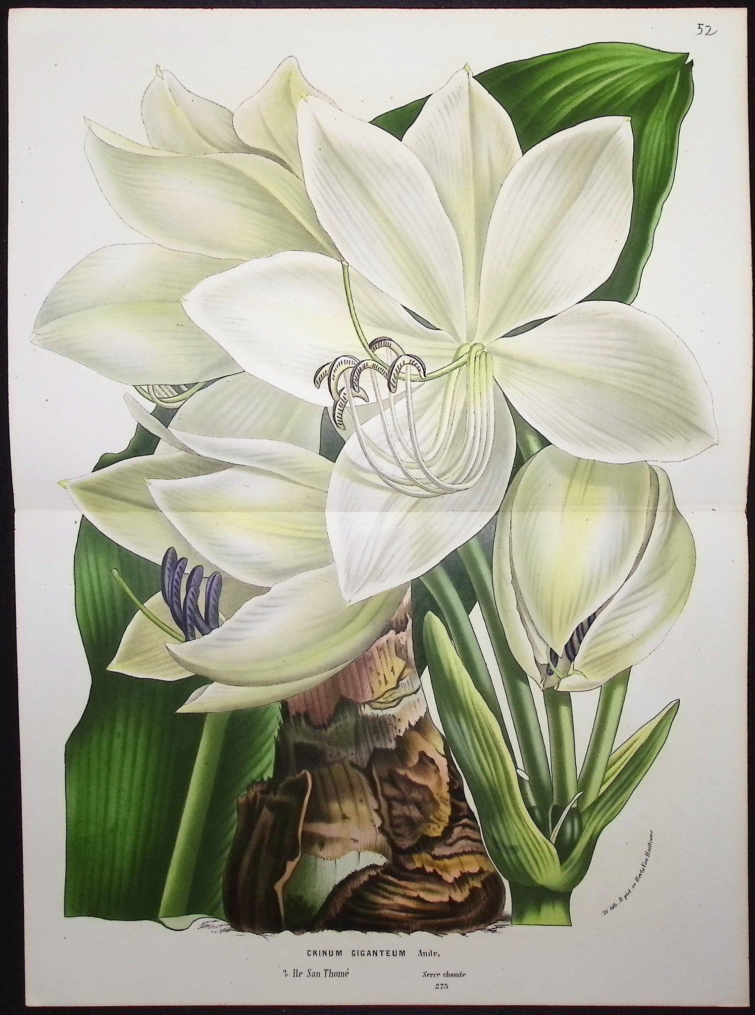 Giant Himalayan Lily (Crinum Giganteum)