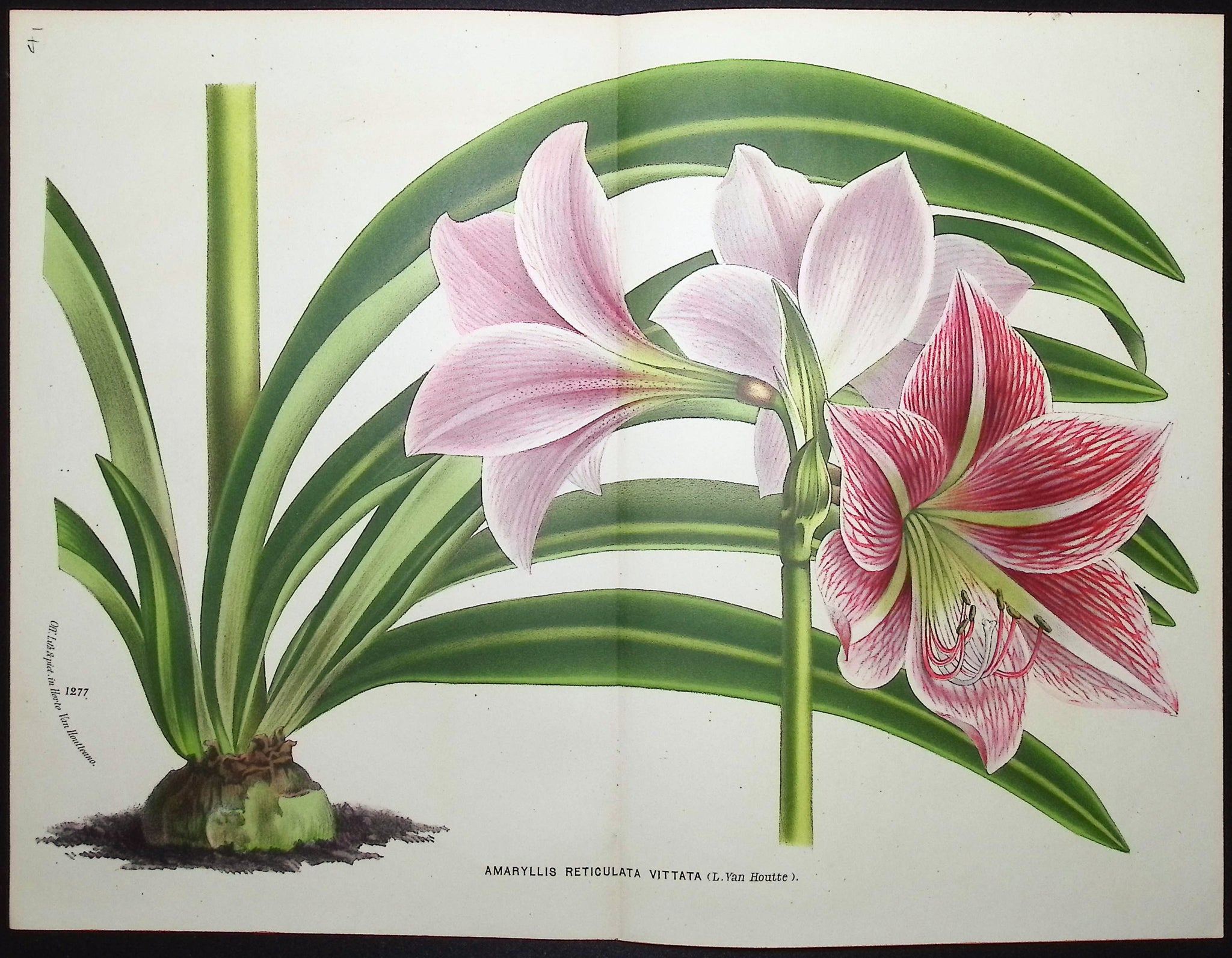 Amaryllis