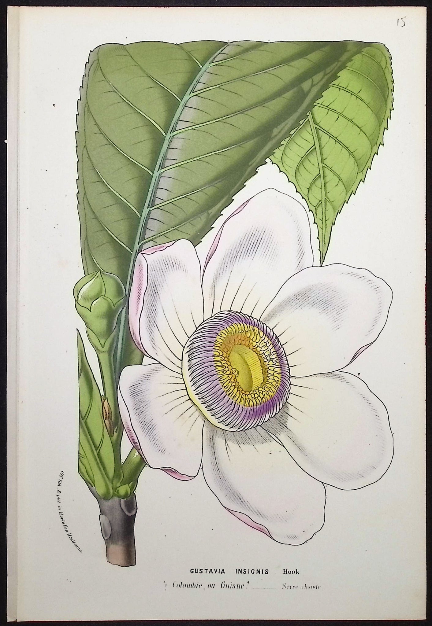 Gustavia Insignis