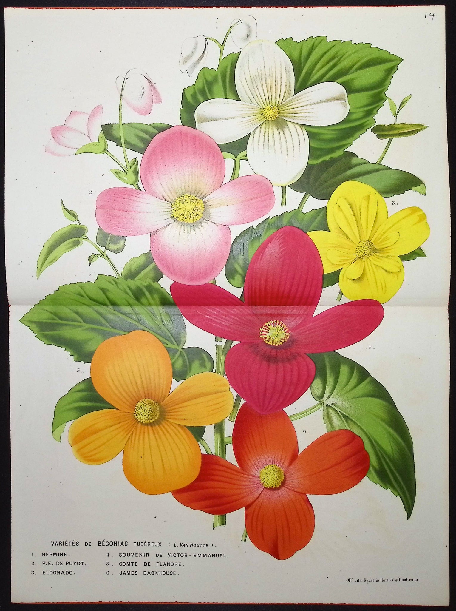 Begonia