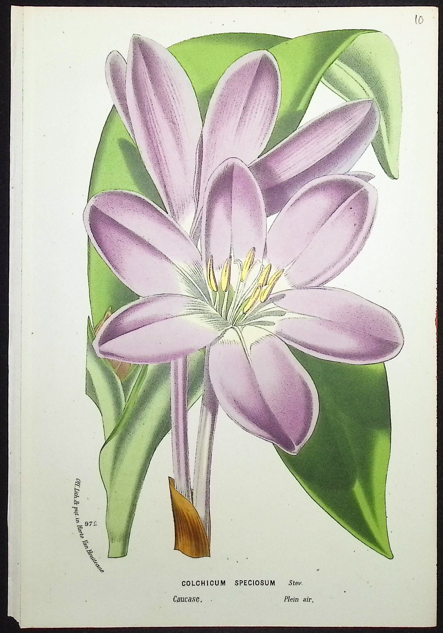 Showy Autumn Crocus (Colchicum Speciosum)