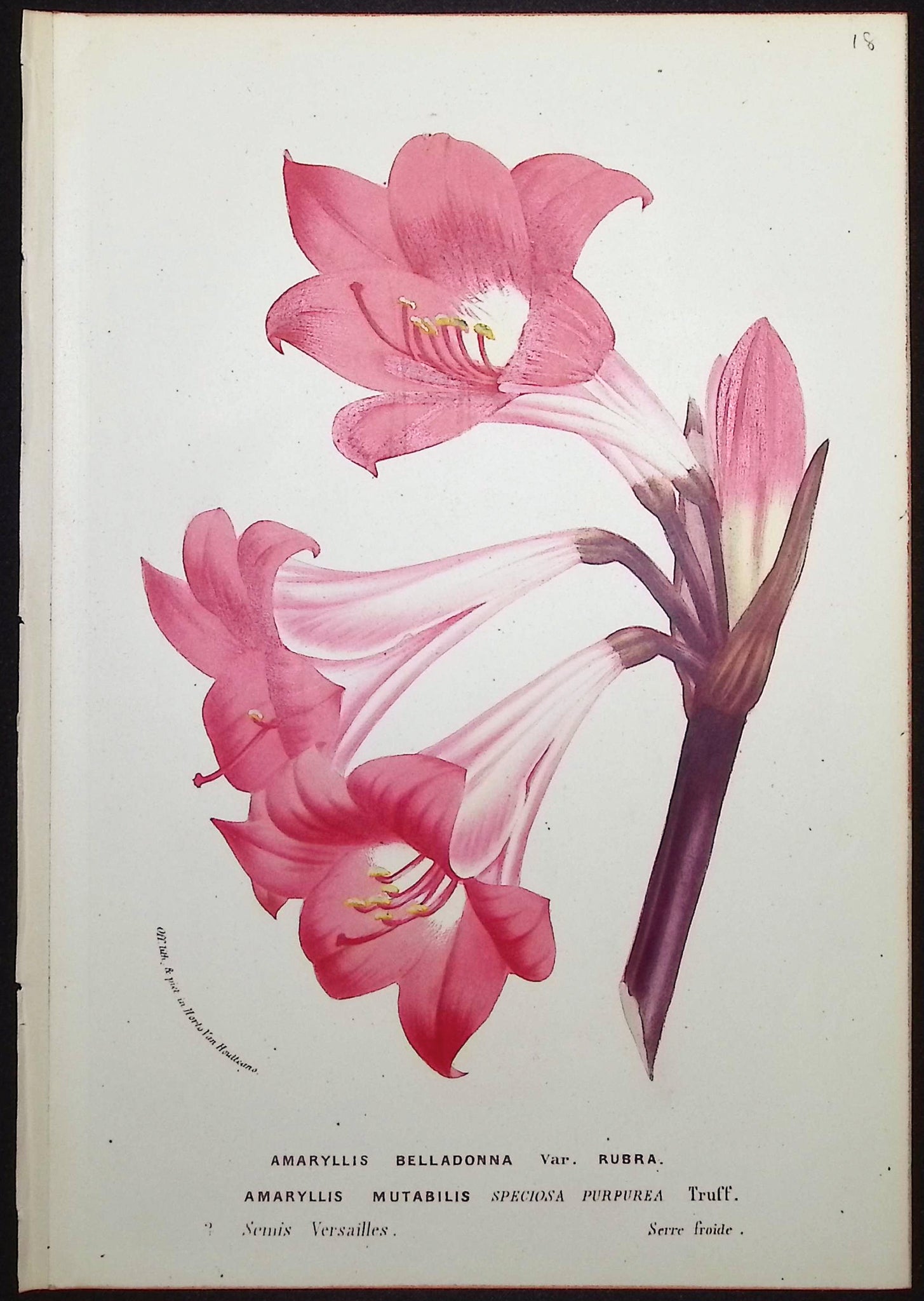 Amaryllis