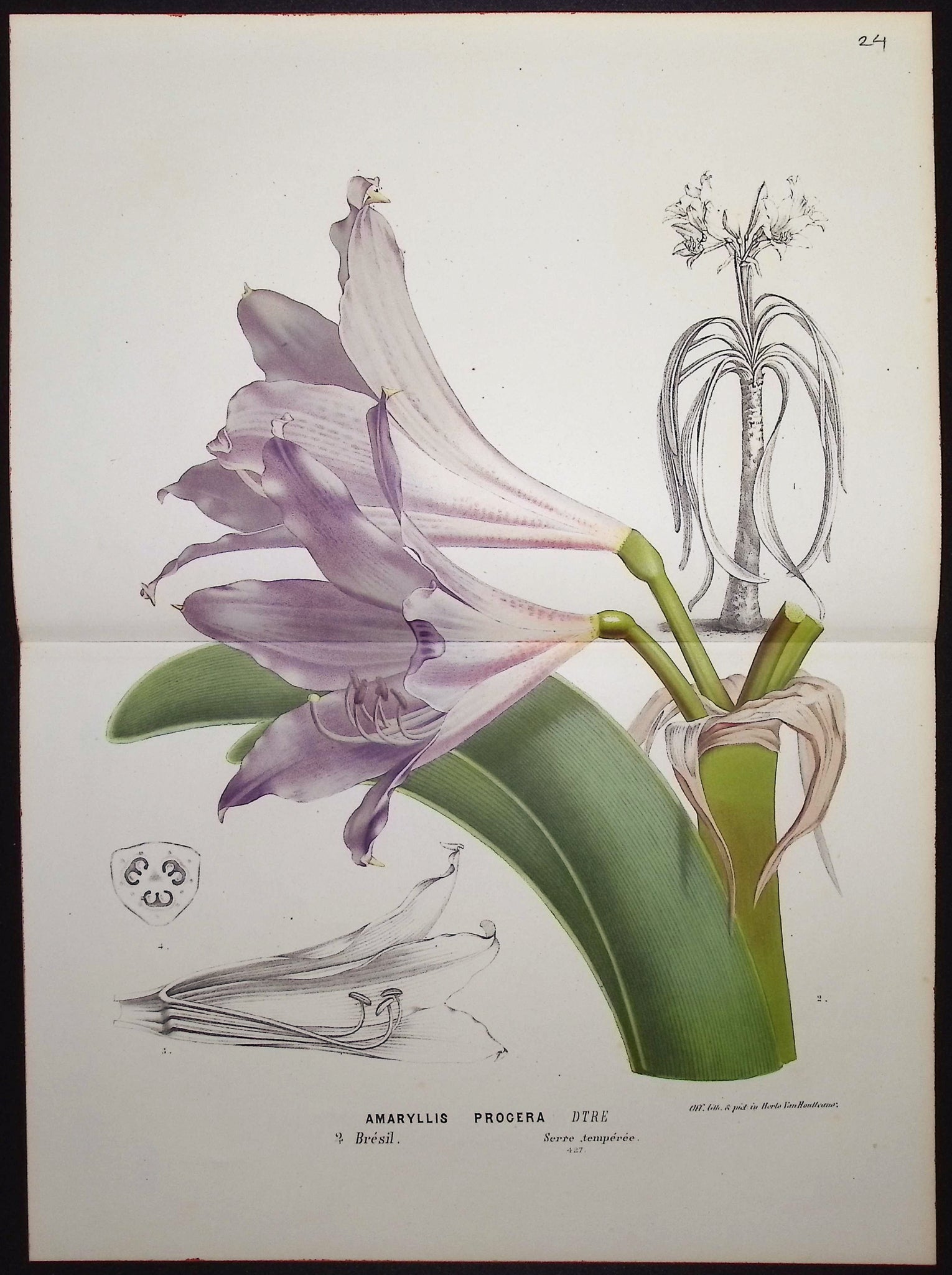 Amaryllis