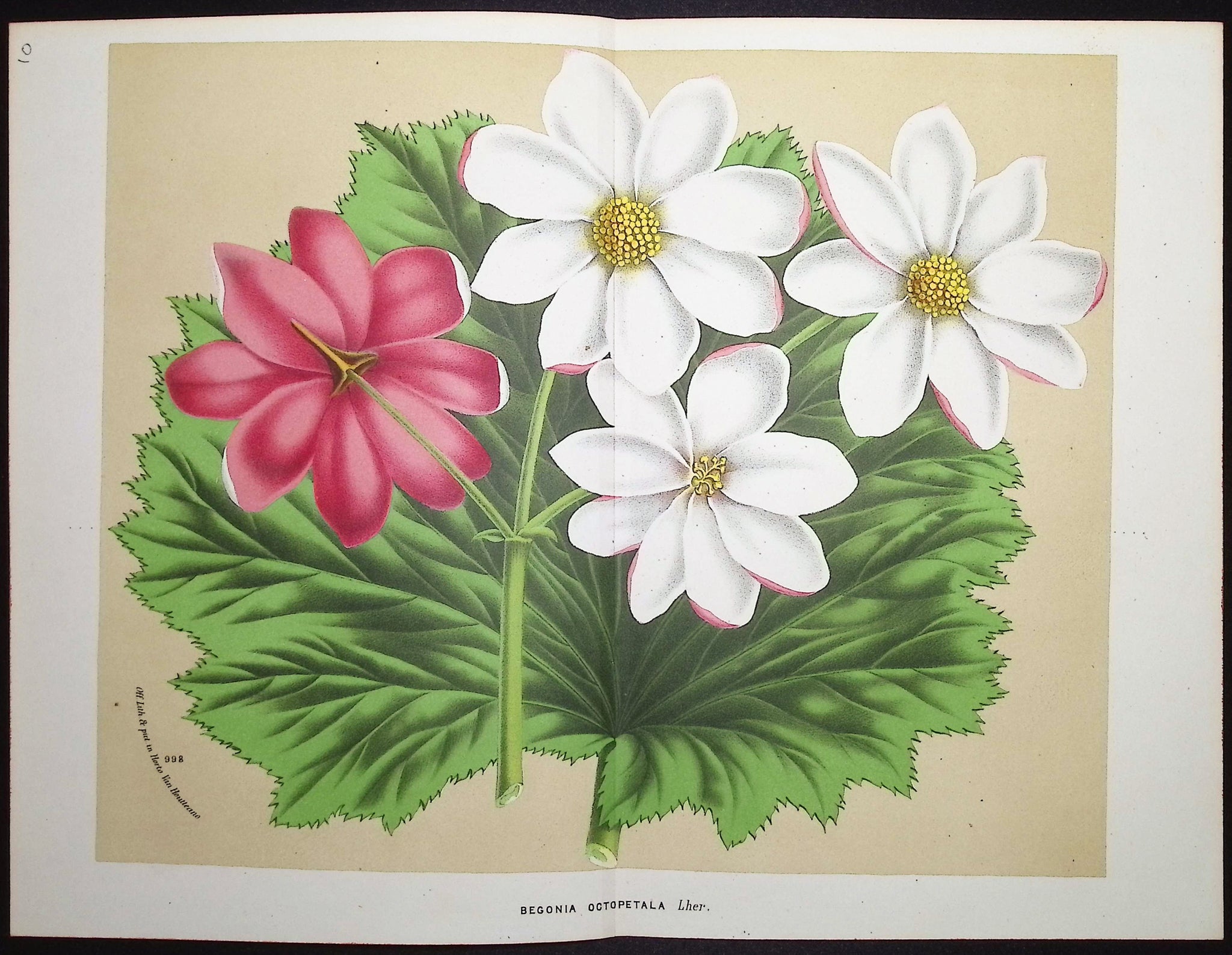 Begonia