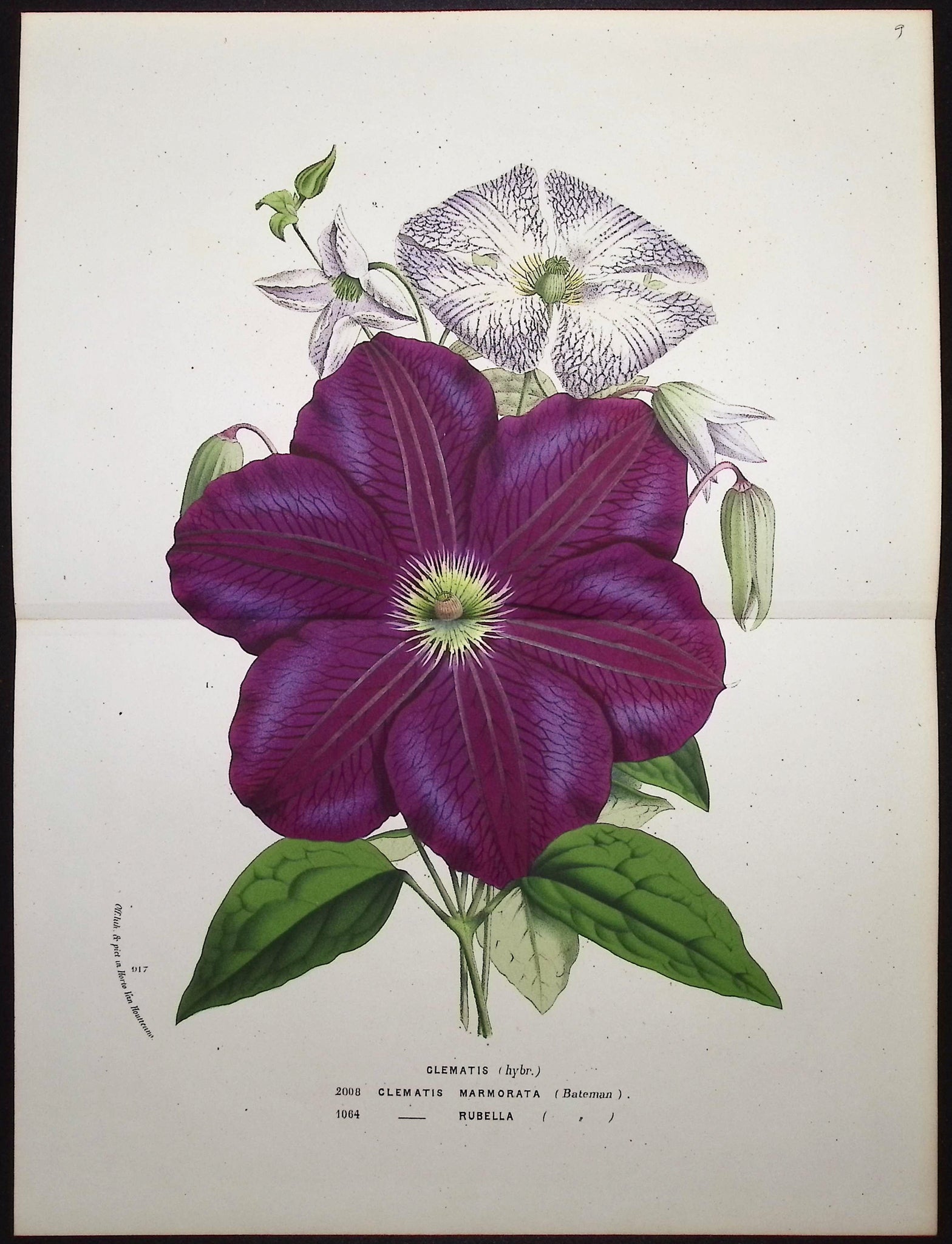 Clematis