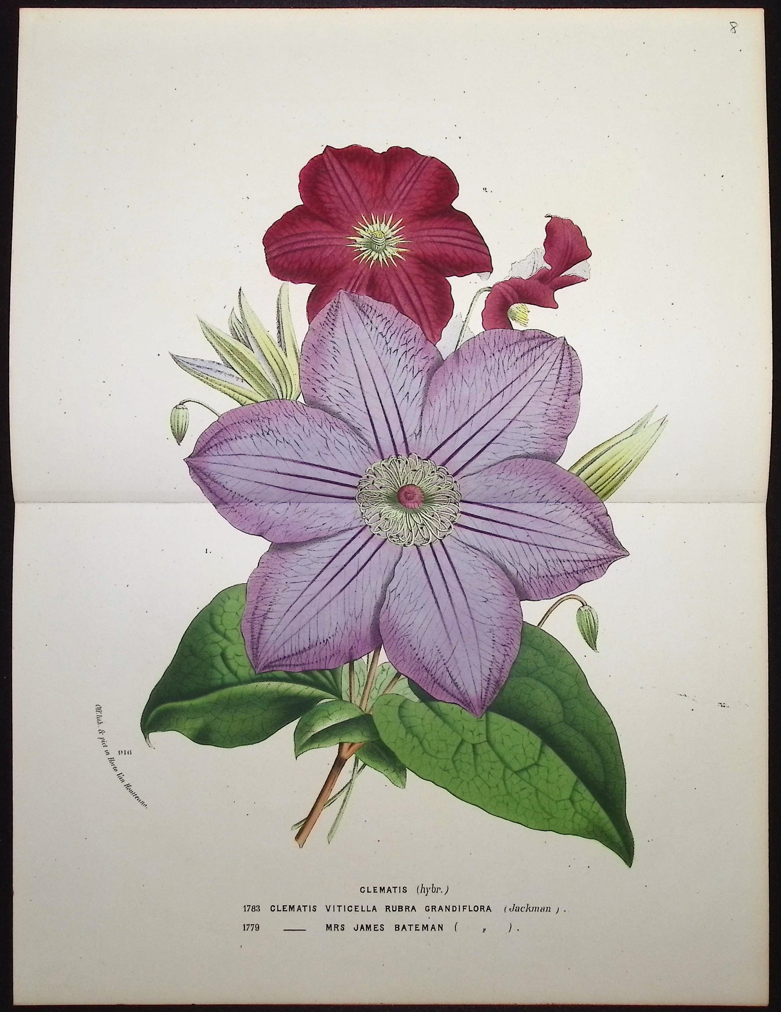 Clematis