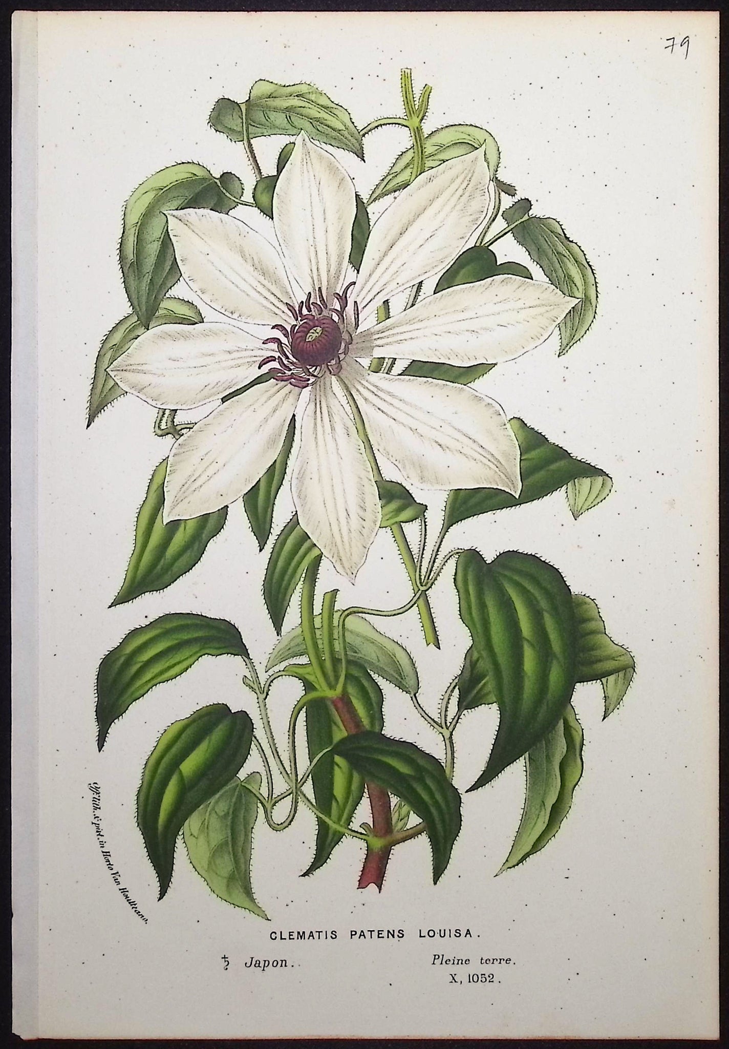 Clematis