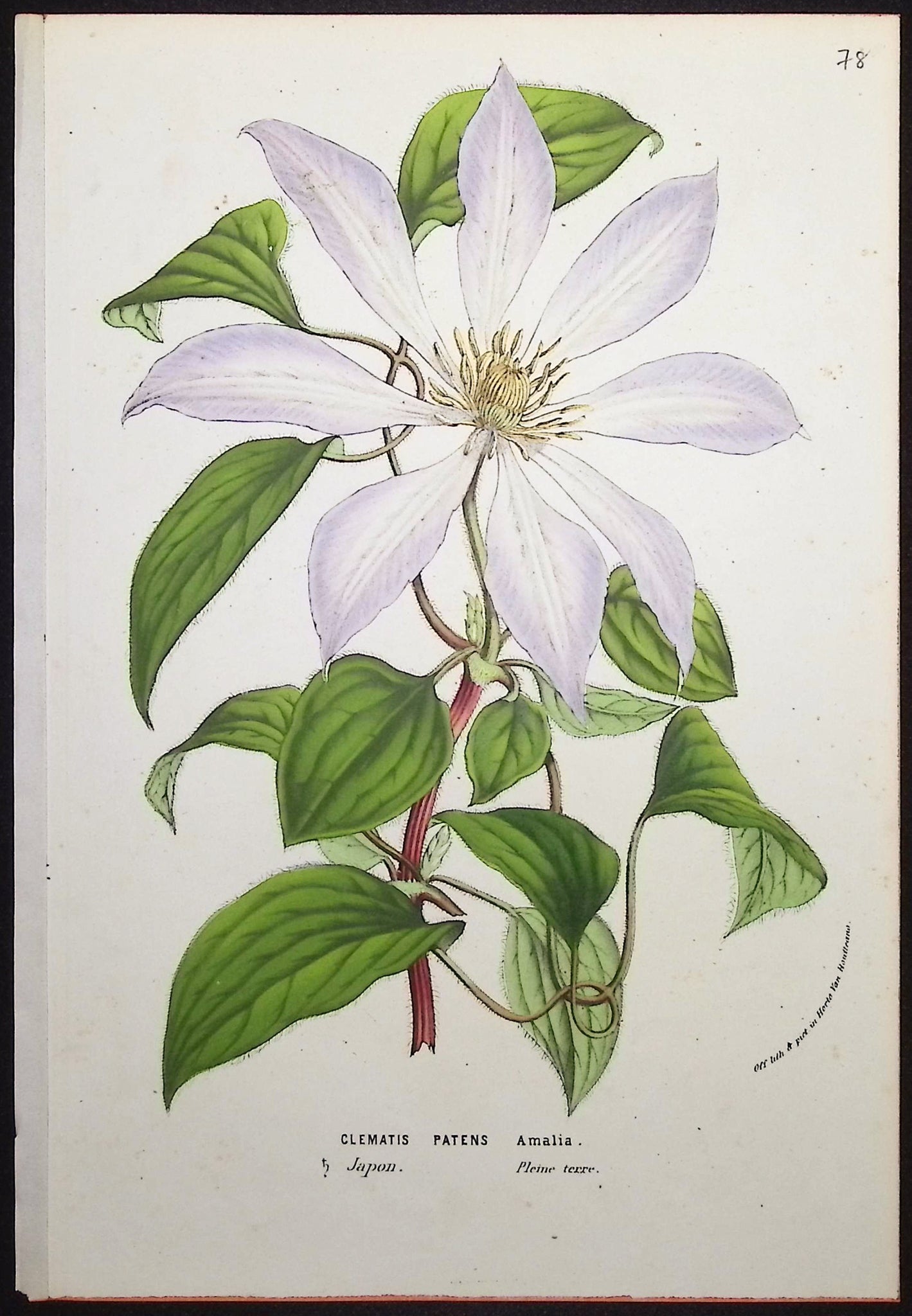 Clematis