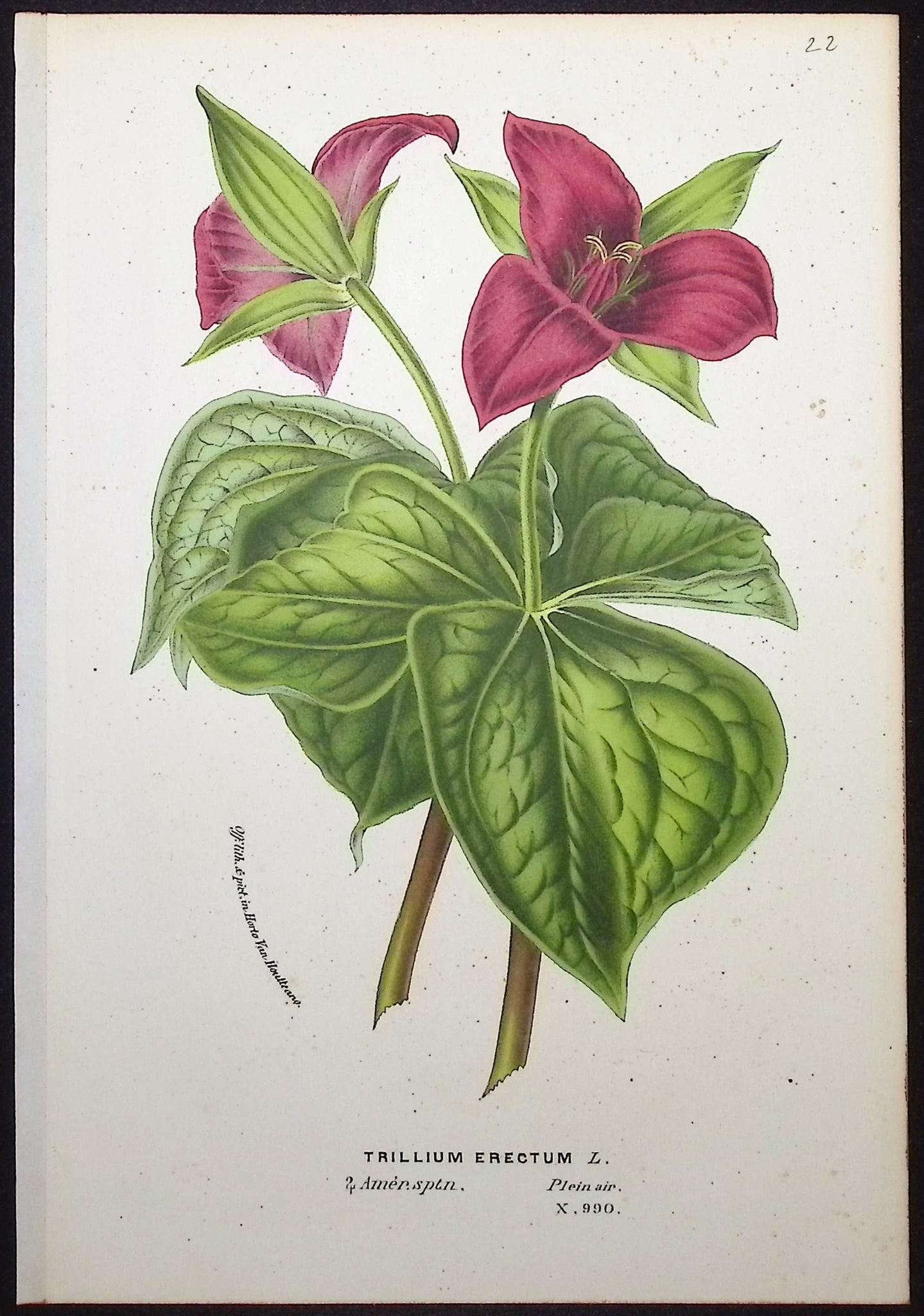 Trillium
