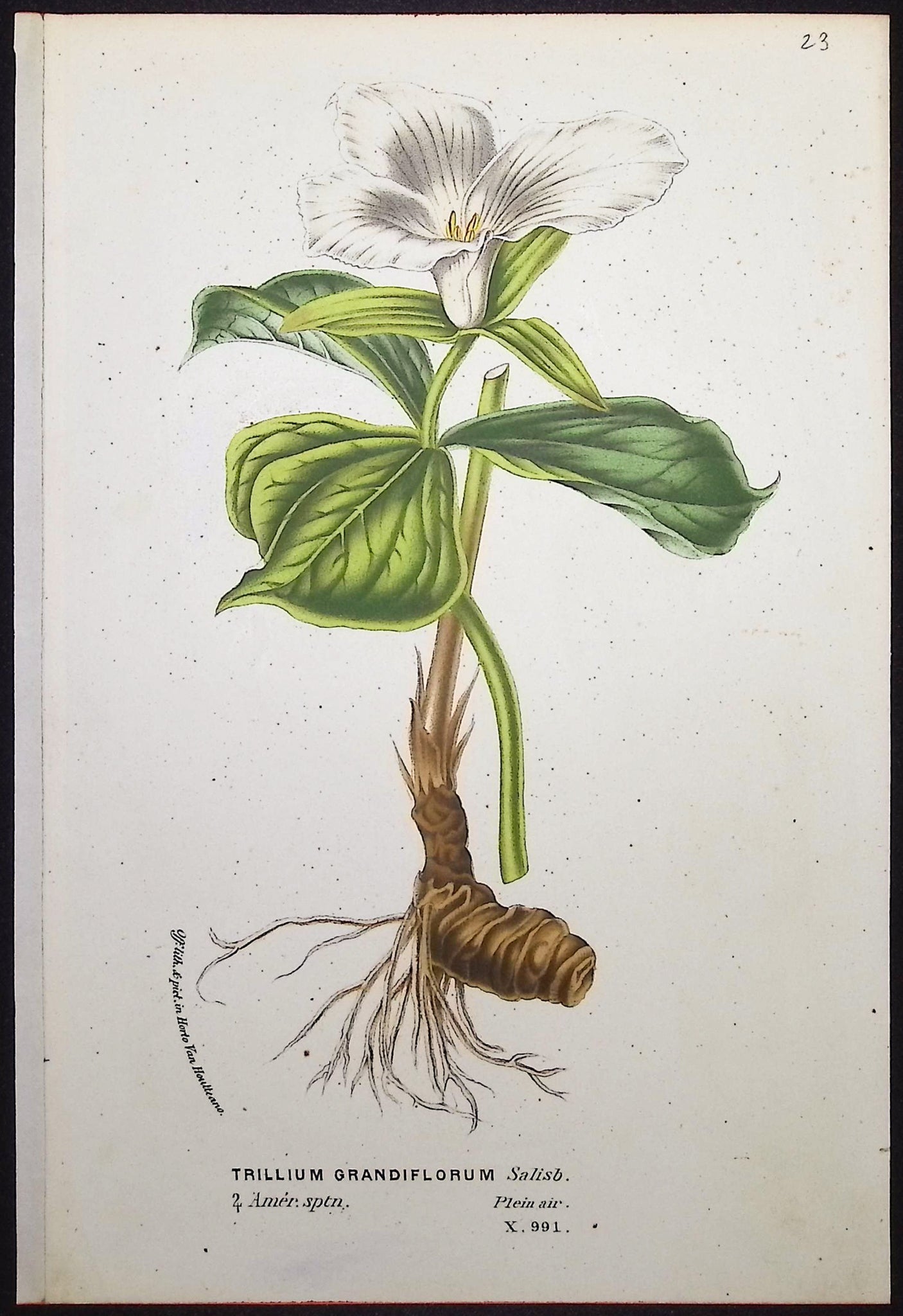 Trillium