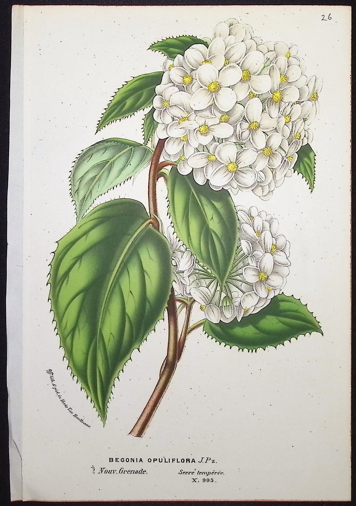 Begonia