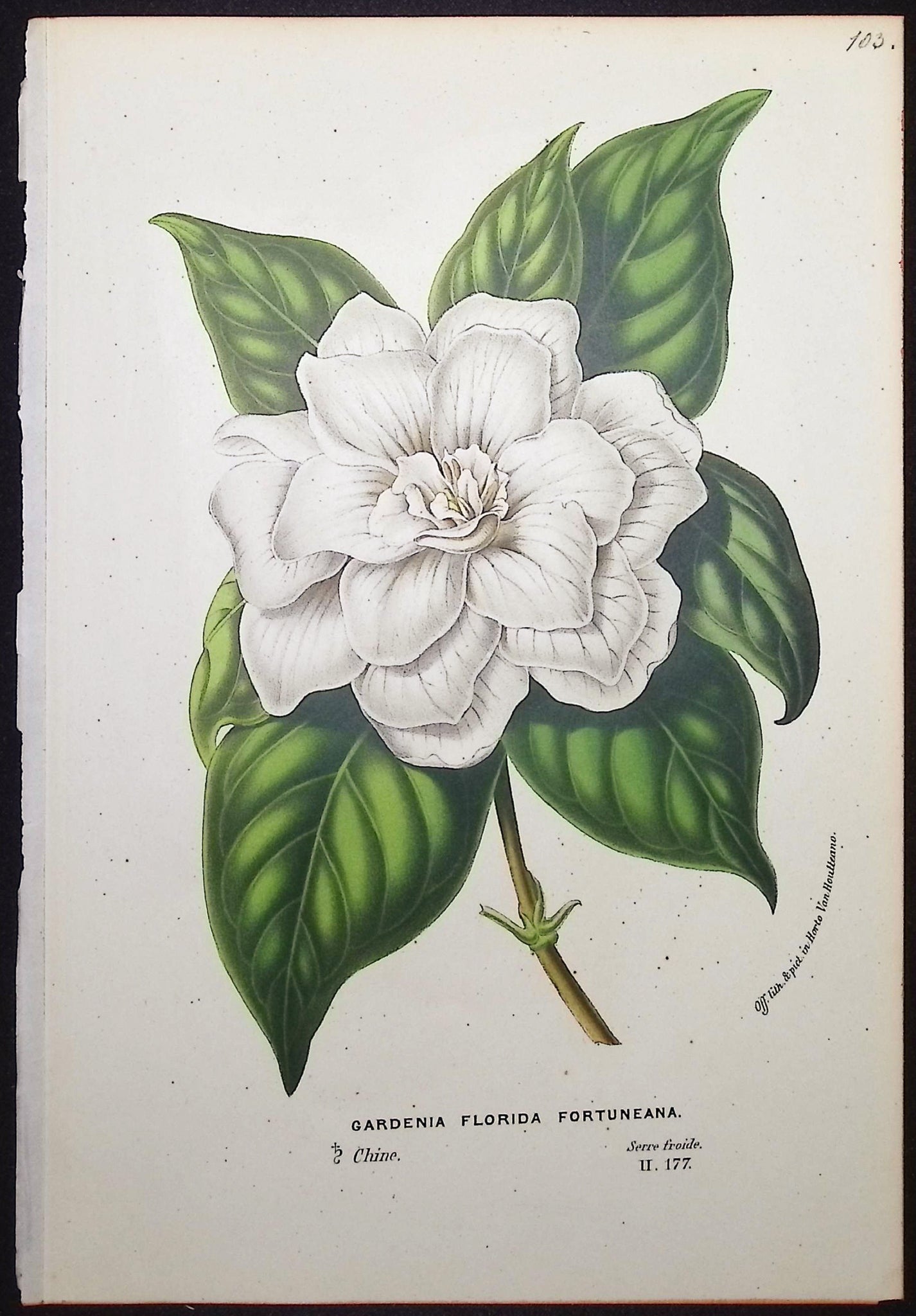 Gardenia
