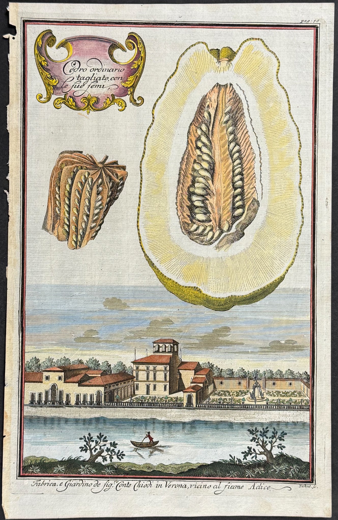 Citrus - Cedro ordinario tagliato con le fue femi