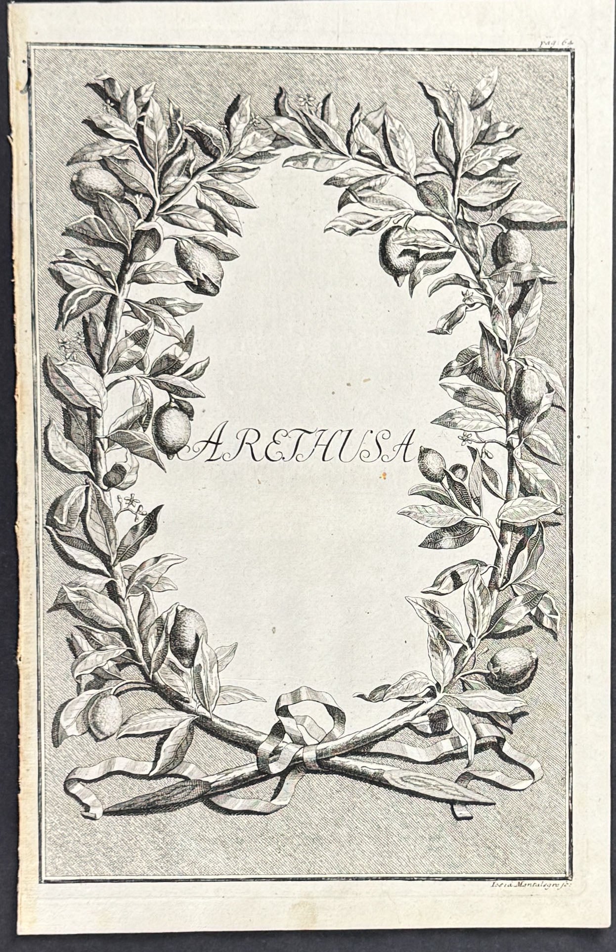 Citrus Branch Wreath - Arethusa