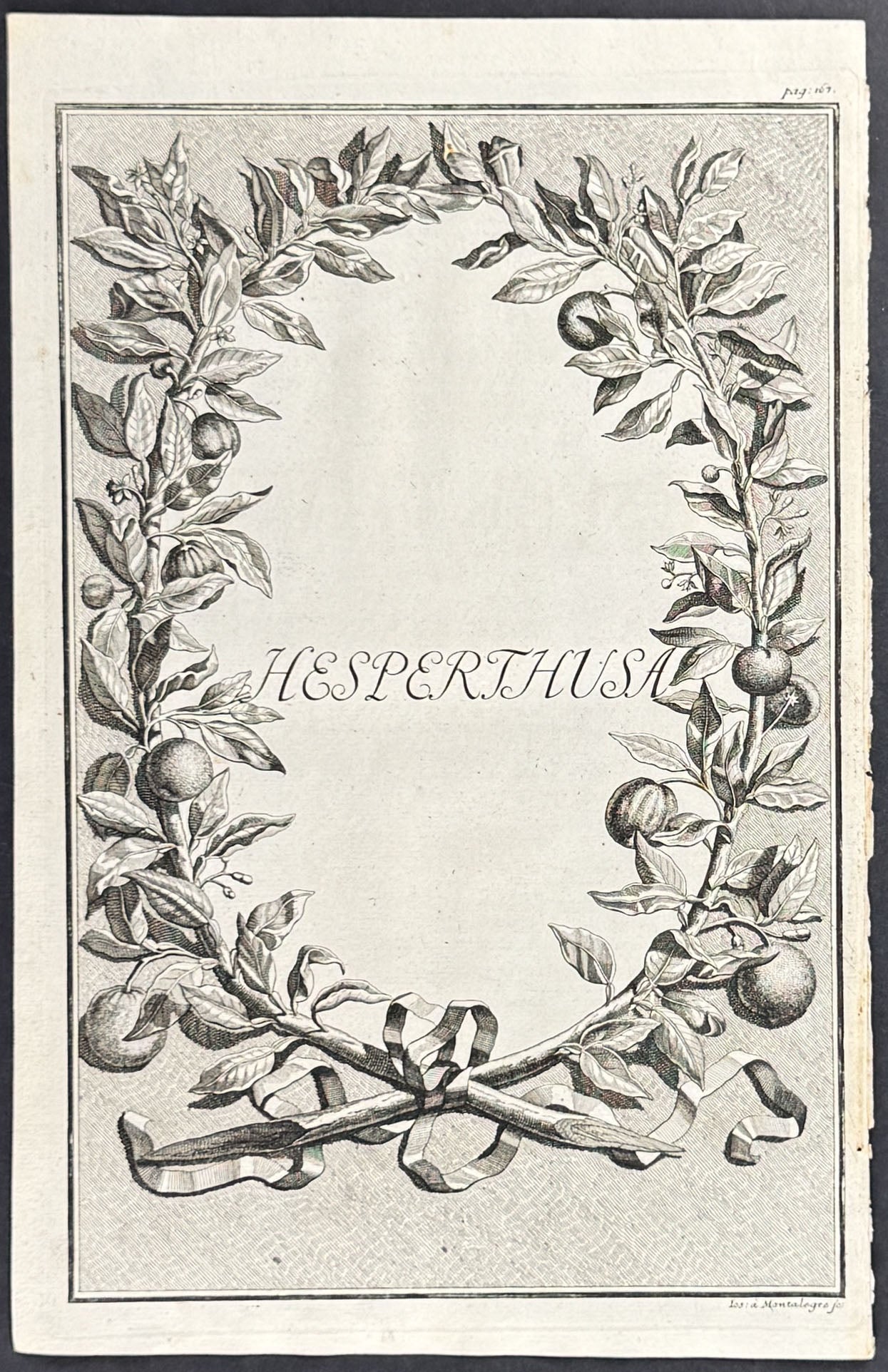 Citrus Branch Wreath - Hesperthusa