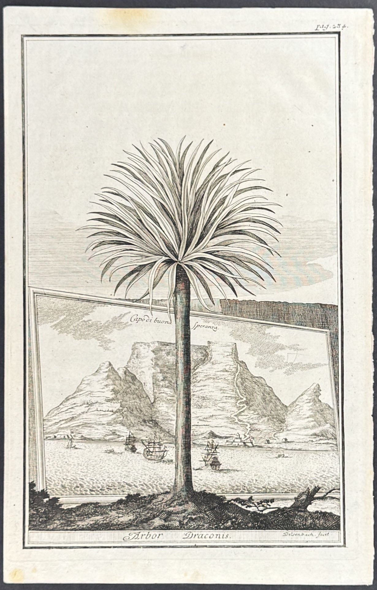 Palm Tree - Capodibuona speranza