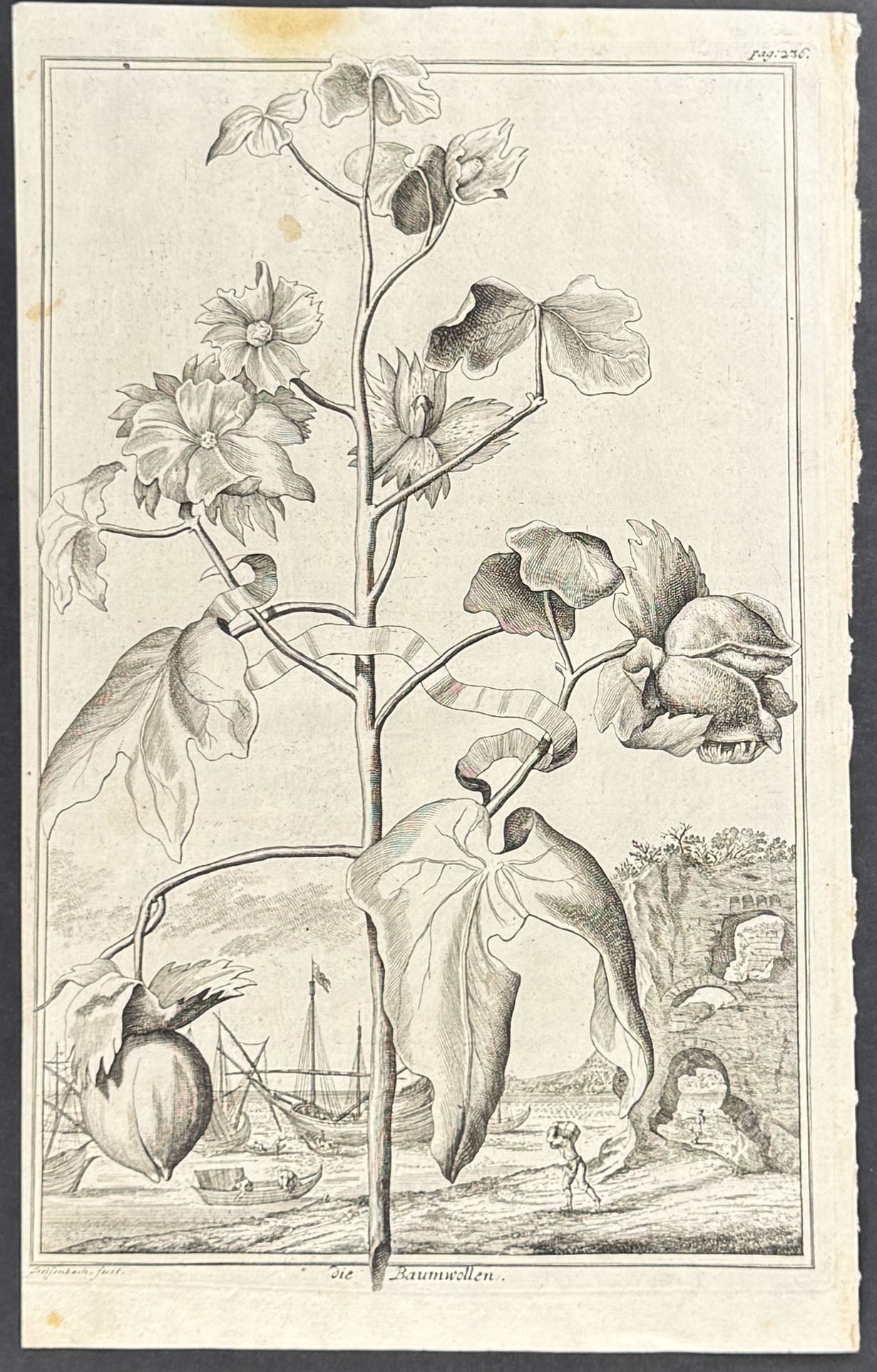 Cotton - die Baumwollen