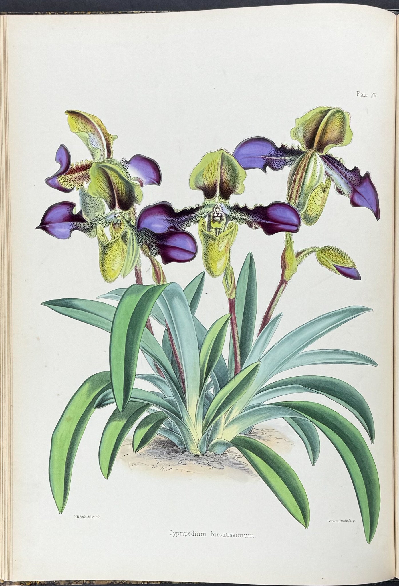 Warner & Williams's Orchidaceous Plants - Volume with 40 Folio Orchid Lithographs
