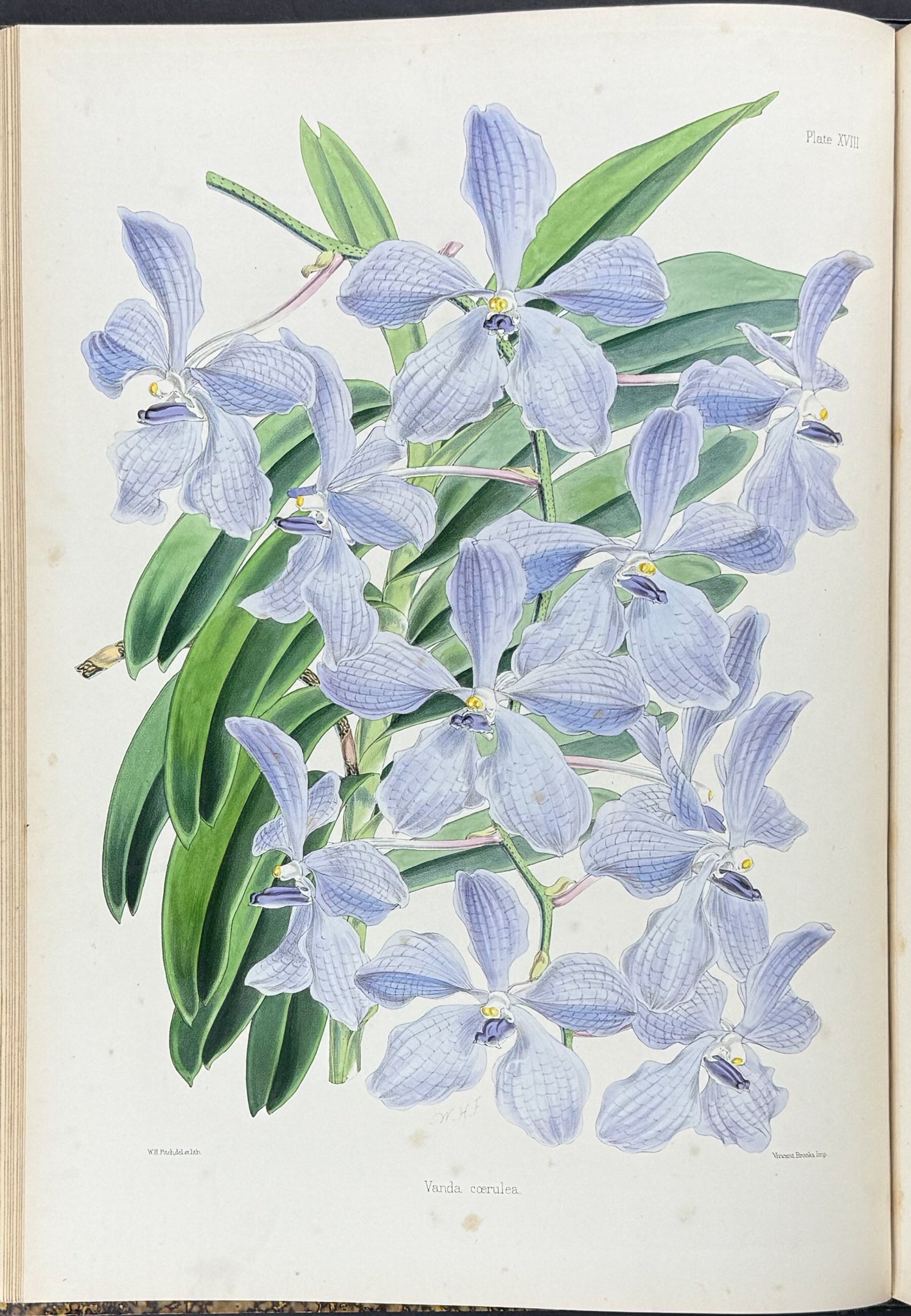 Warner & Williams's Orchidaceous Plants - Volume with 40 Folio Orchid Lithographs