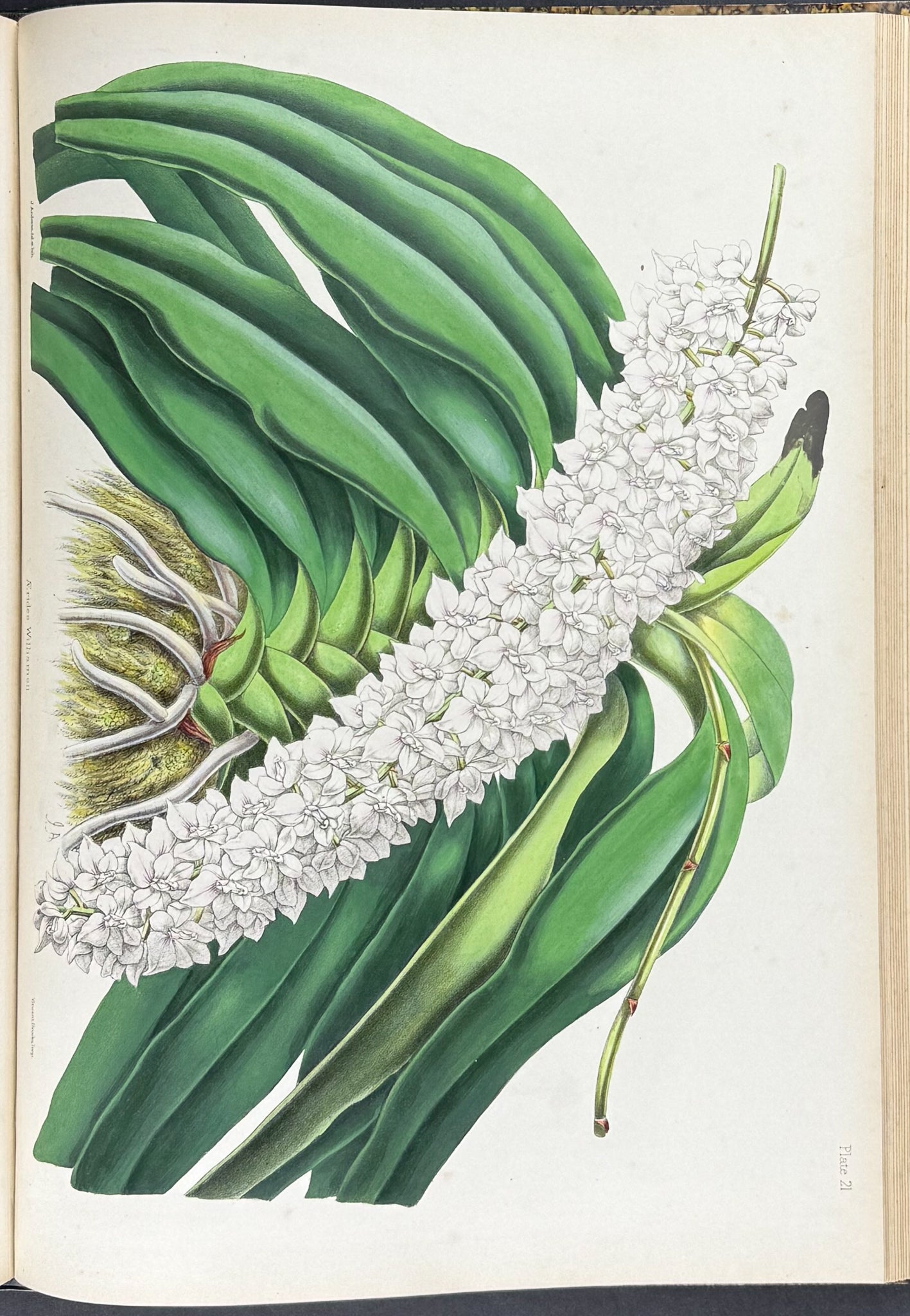 Warner & Williams's Orchidaceous Plants - Volume with 40 Folio Orchid Lithographs