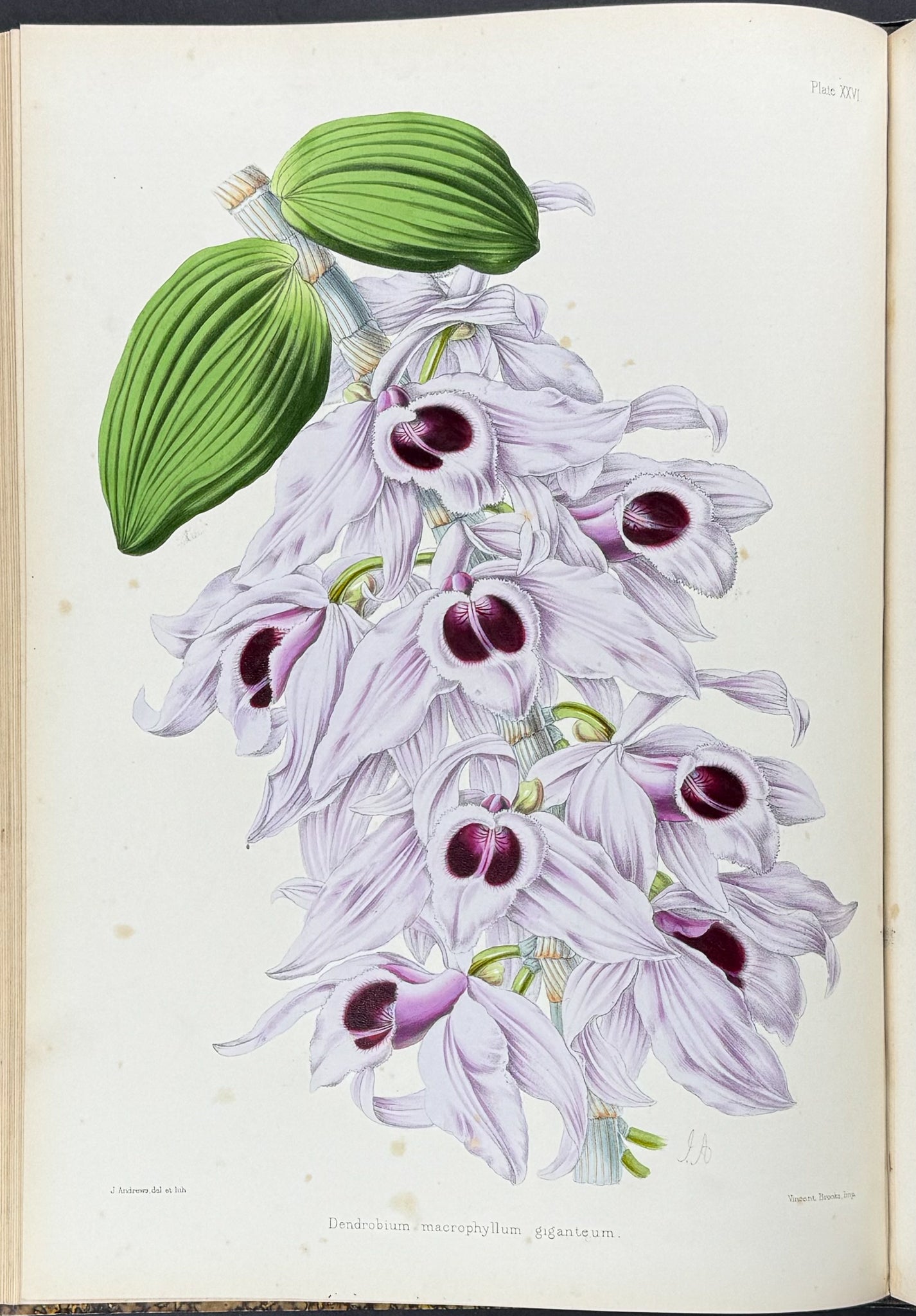 Warner & Williams's Orchidaceous Plants - Volume with 40 Folio Orchid Lithographs